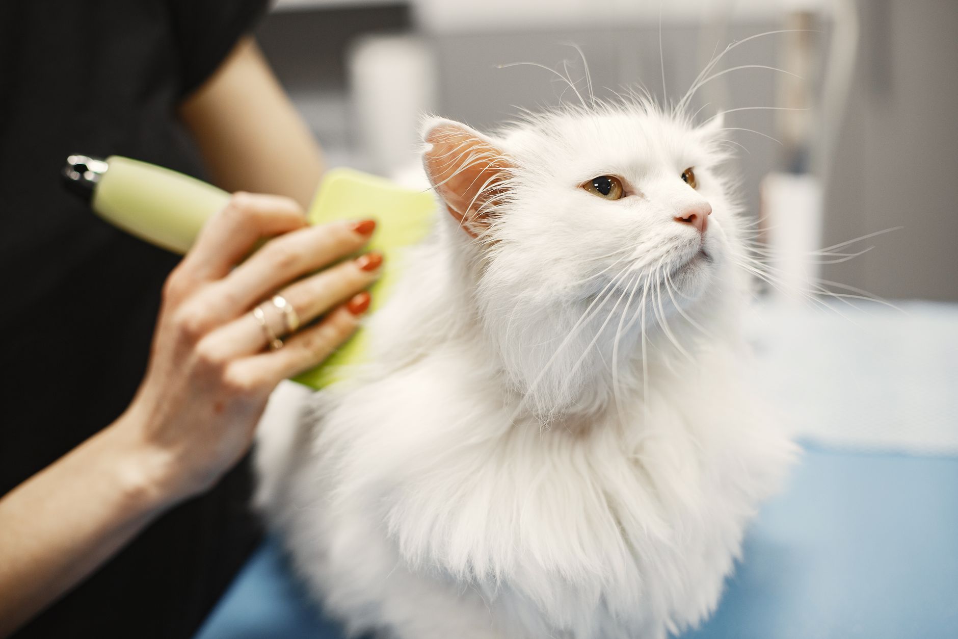 Agra's Best Groom Grooming Packages
