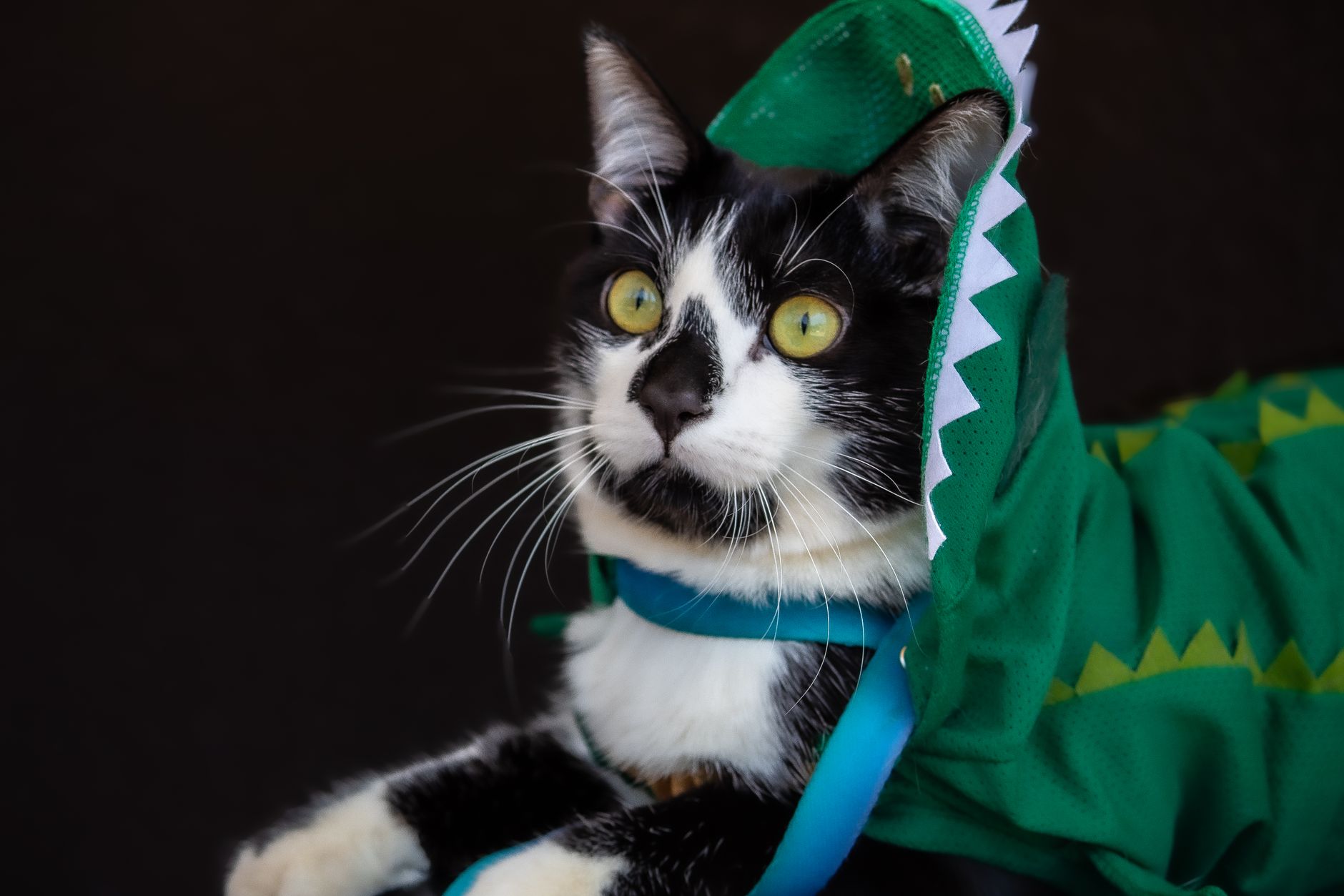 Pet Celebration Costumes