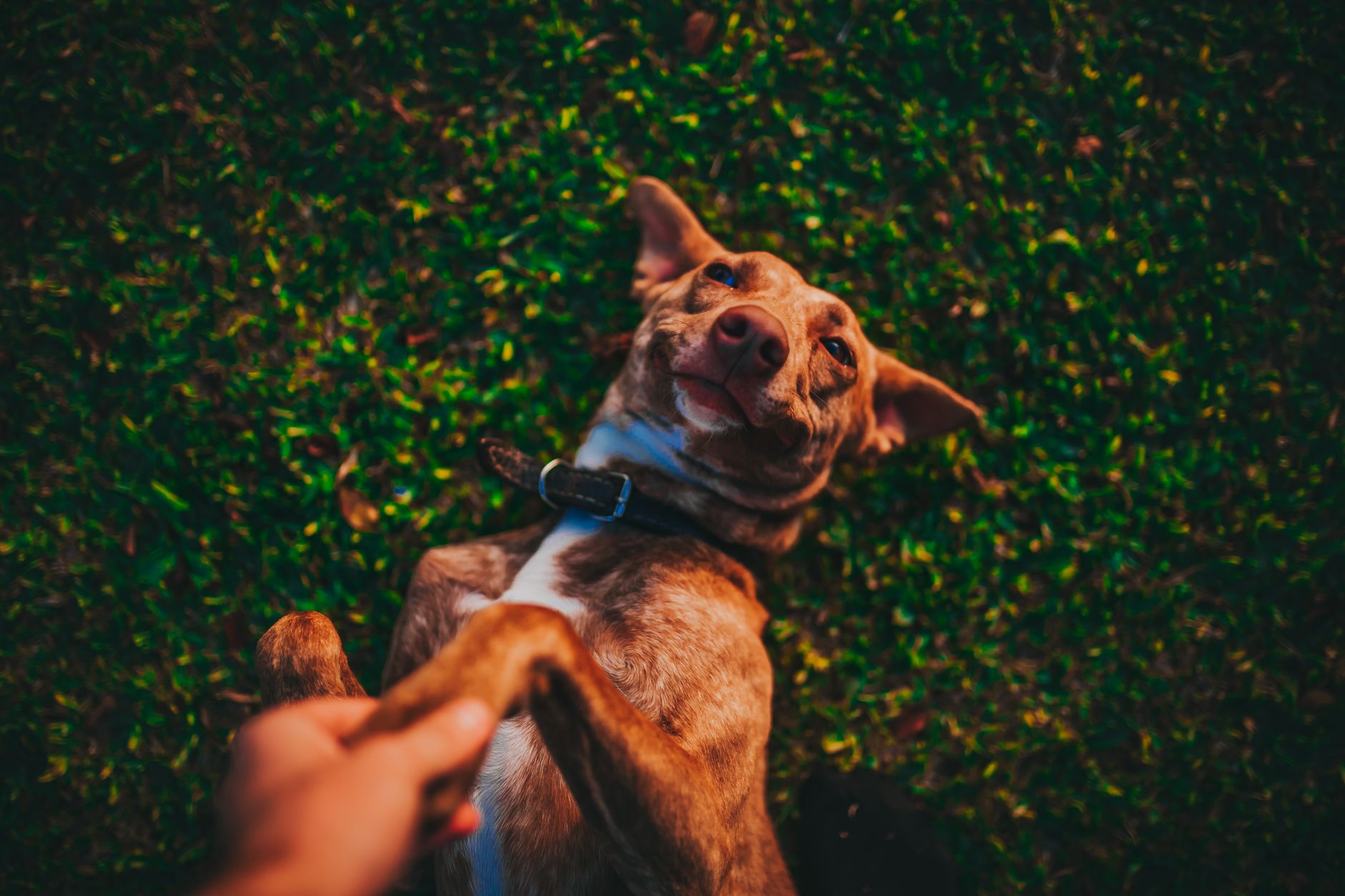 Pet Sitting Service