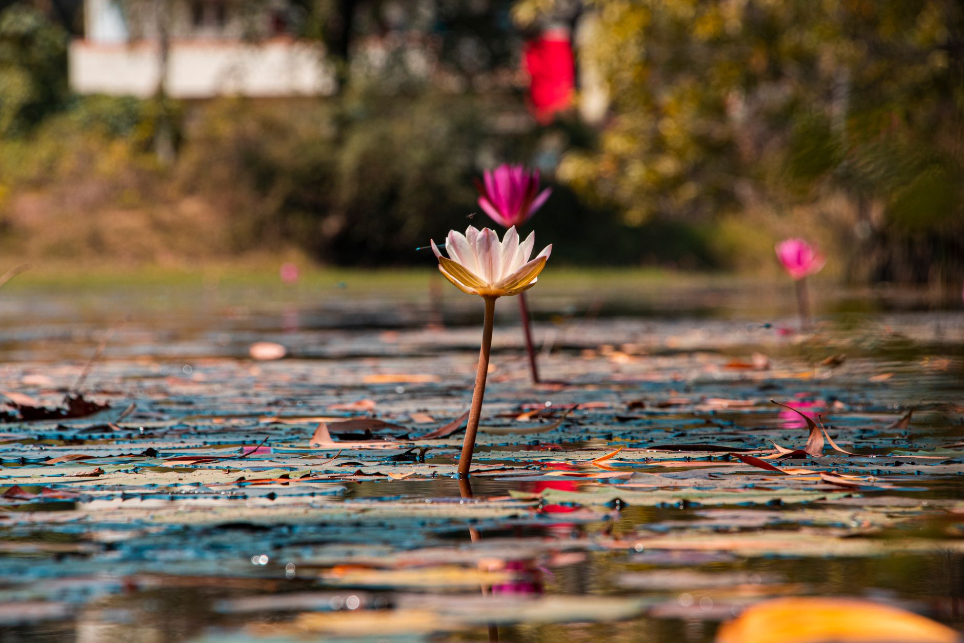 Celebrate by the Water in Bengaluru