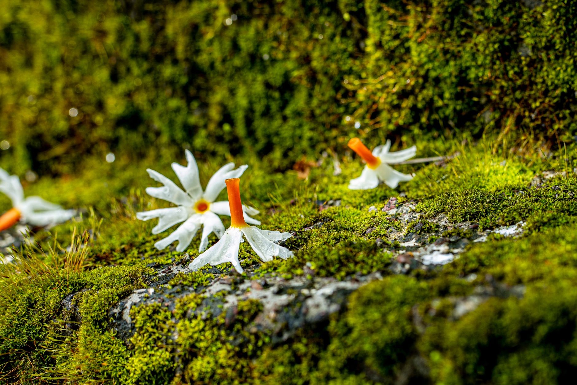 Jasmine Flower Suppliers