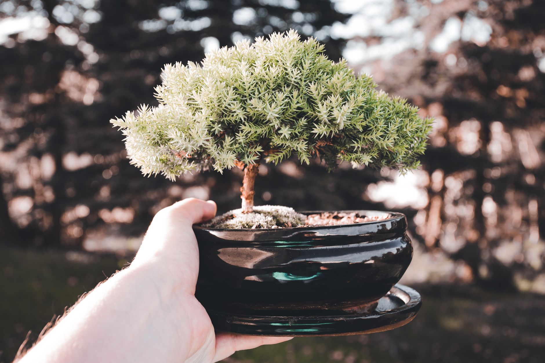 Bonsai Gift Plants