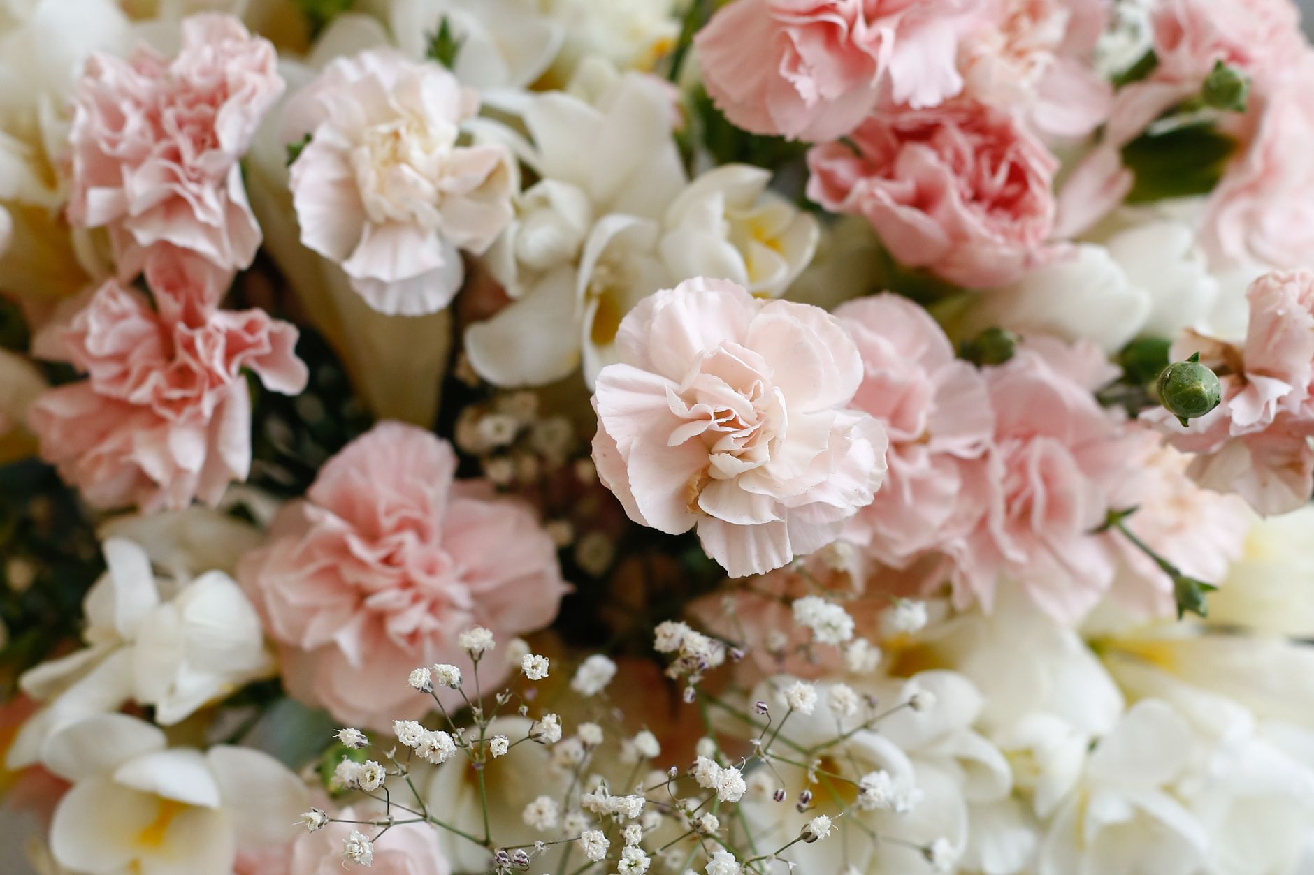 Carnation Bouquets