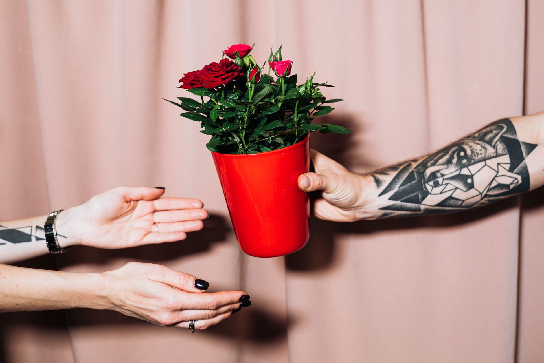 Flowering Plant Gifts