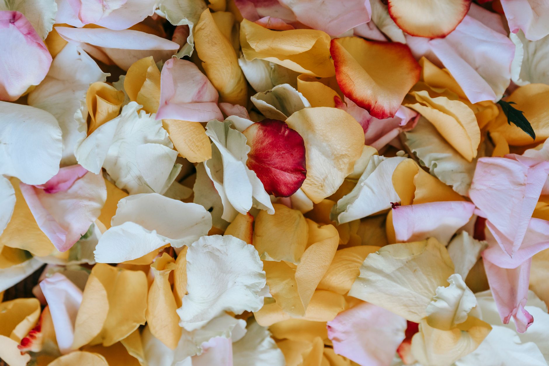 Rose Petal Cannon — Magical Entries
