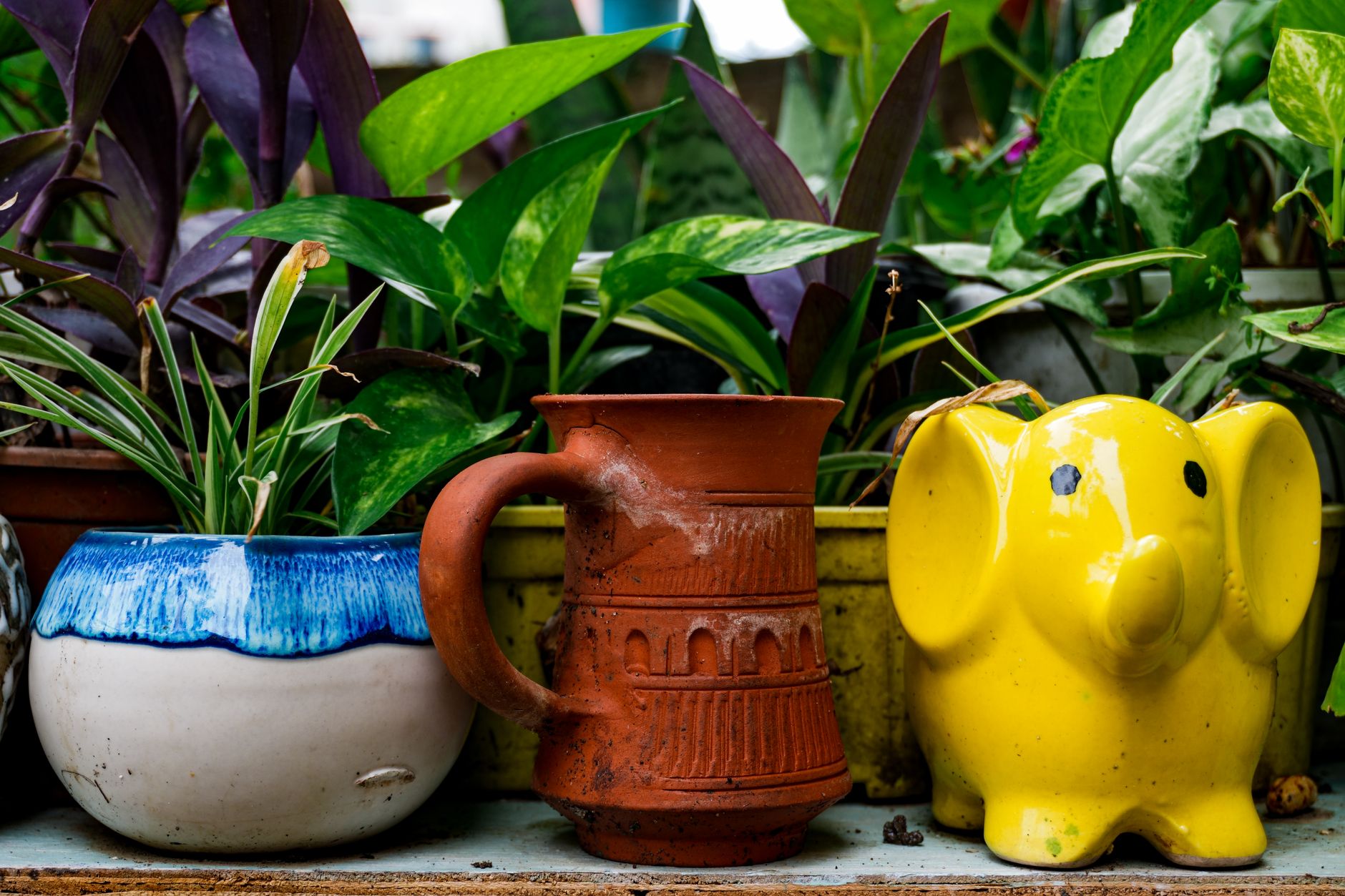 Indoor Plant Gifts