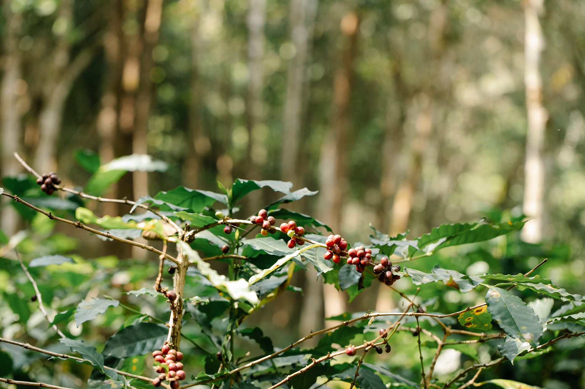 Wed Amid Coorg's Coffee Estates