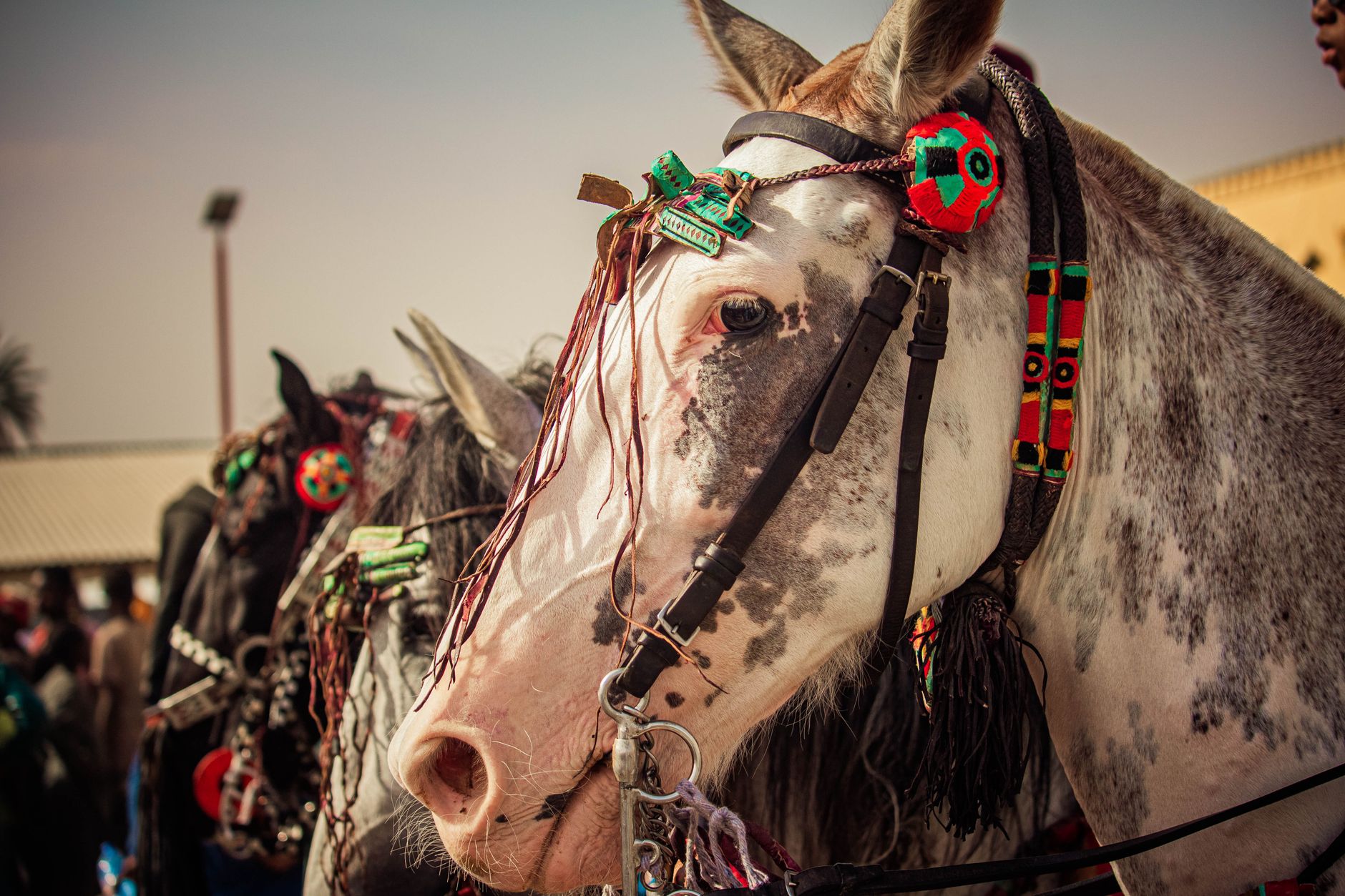 Royal Baraat Starts Here — Book Your Ghodi