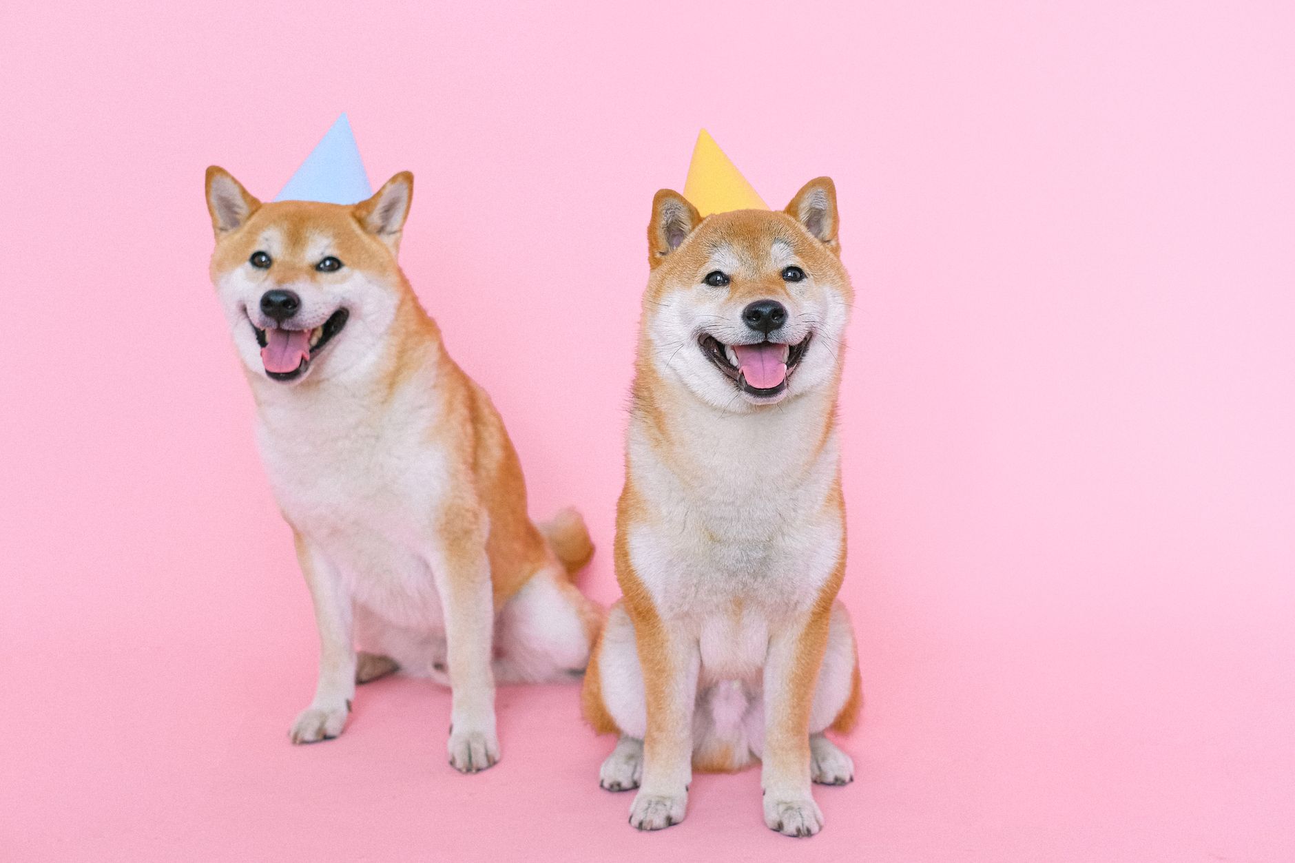 Celebrate Your Pet in Style