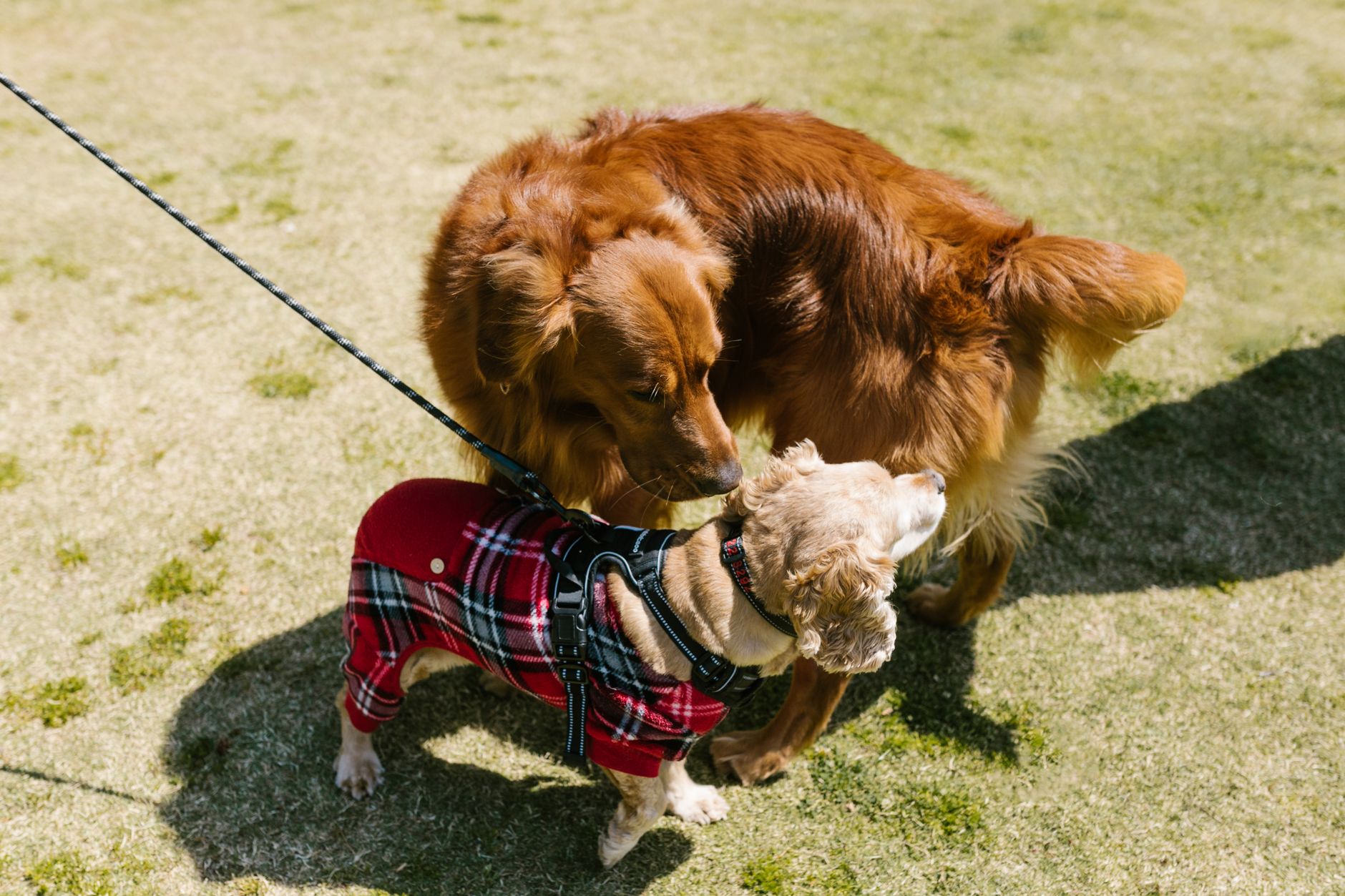 Pet Grooming Assistance
