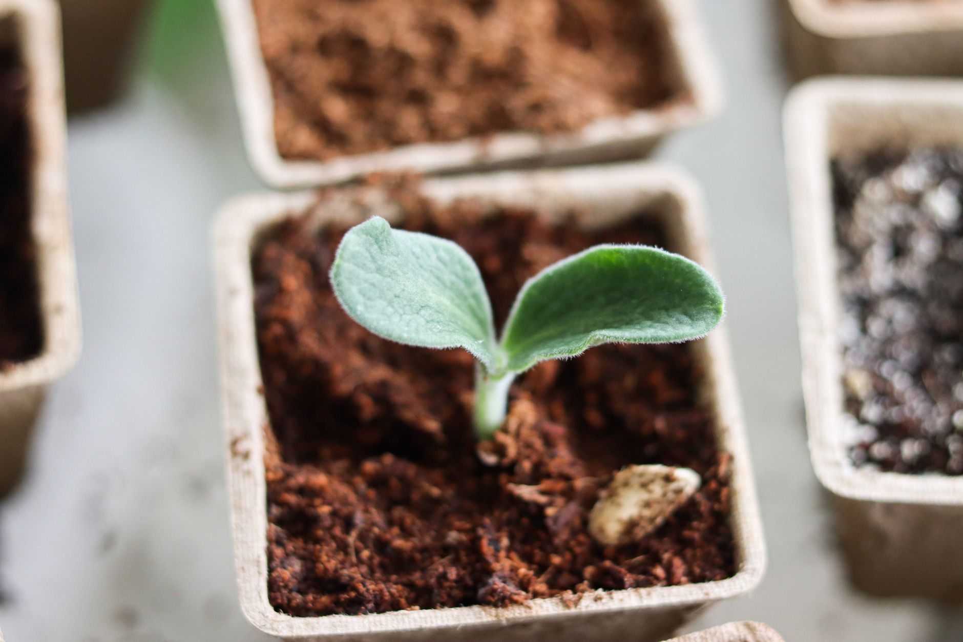 Vegetable Seed Packs