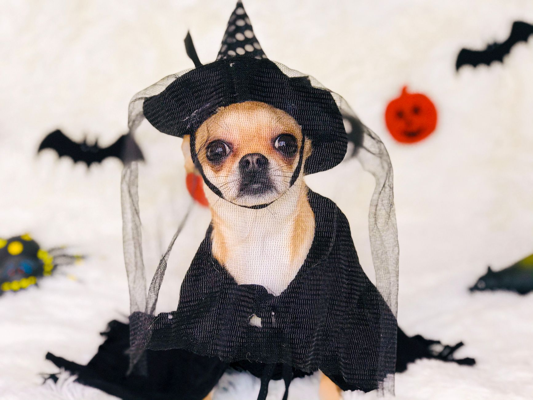 Dress Your Pet for Goa's Big Day
