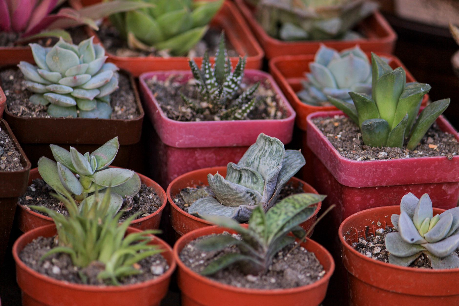 Plant Gifts