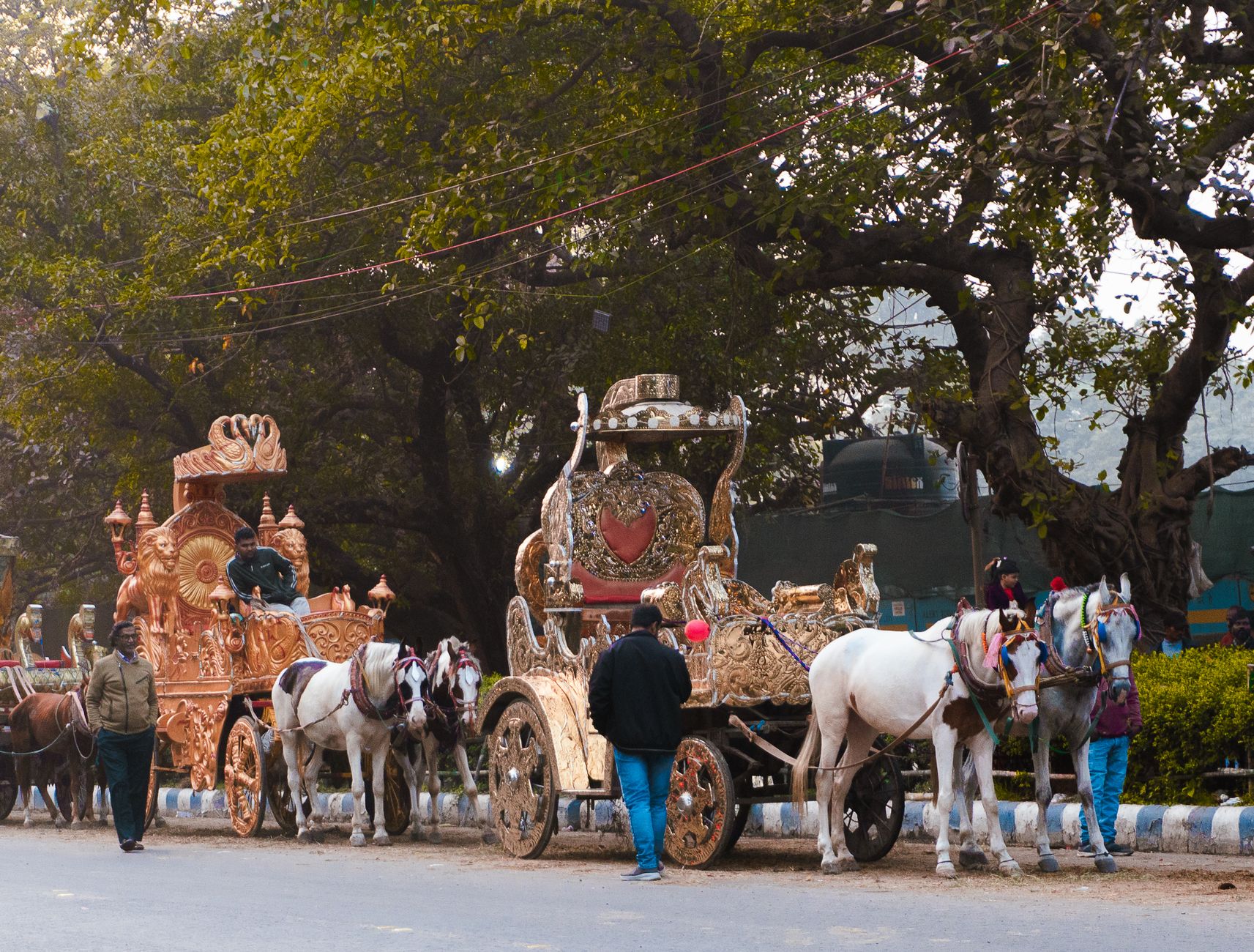 Royal Baraat Ghodi in Haridwar