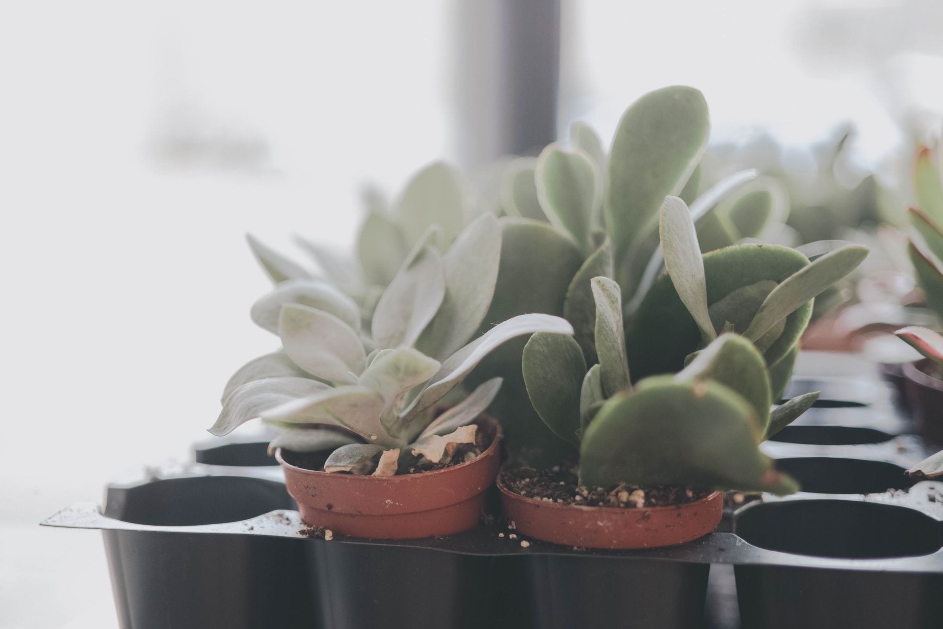 Sacred Greens: Plant Guest Favours