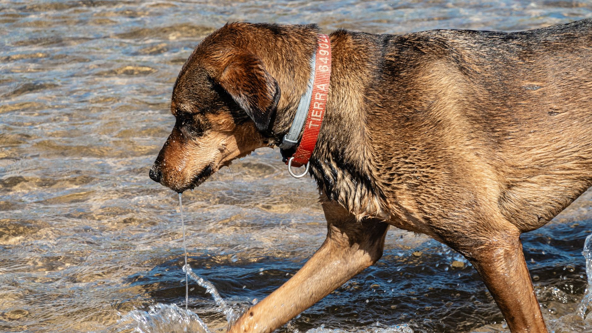 Keep Every Guest — Furry Ones Too — Refreshed