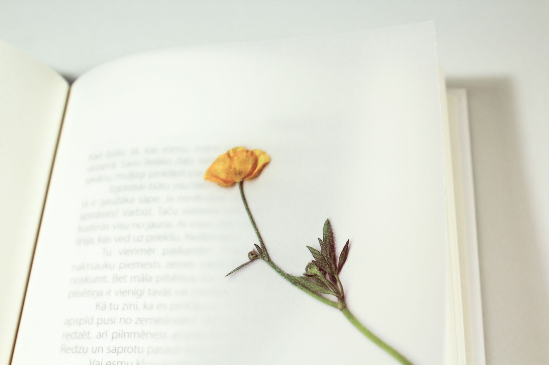 Pressed Flower Gifts for Havelock Celebrations