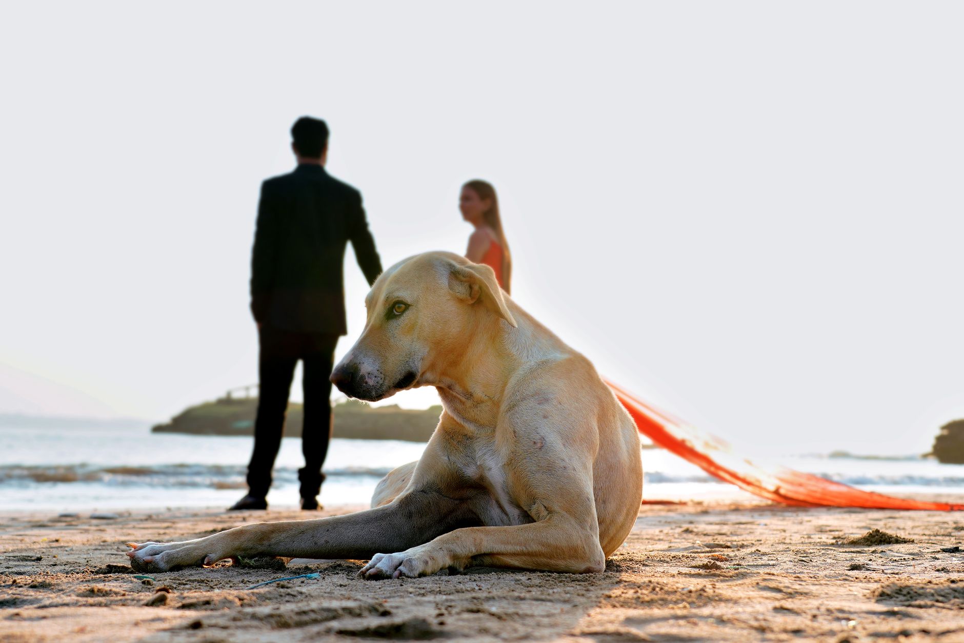 Pets at Your Wedding, Stress-Free