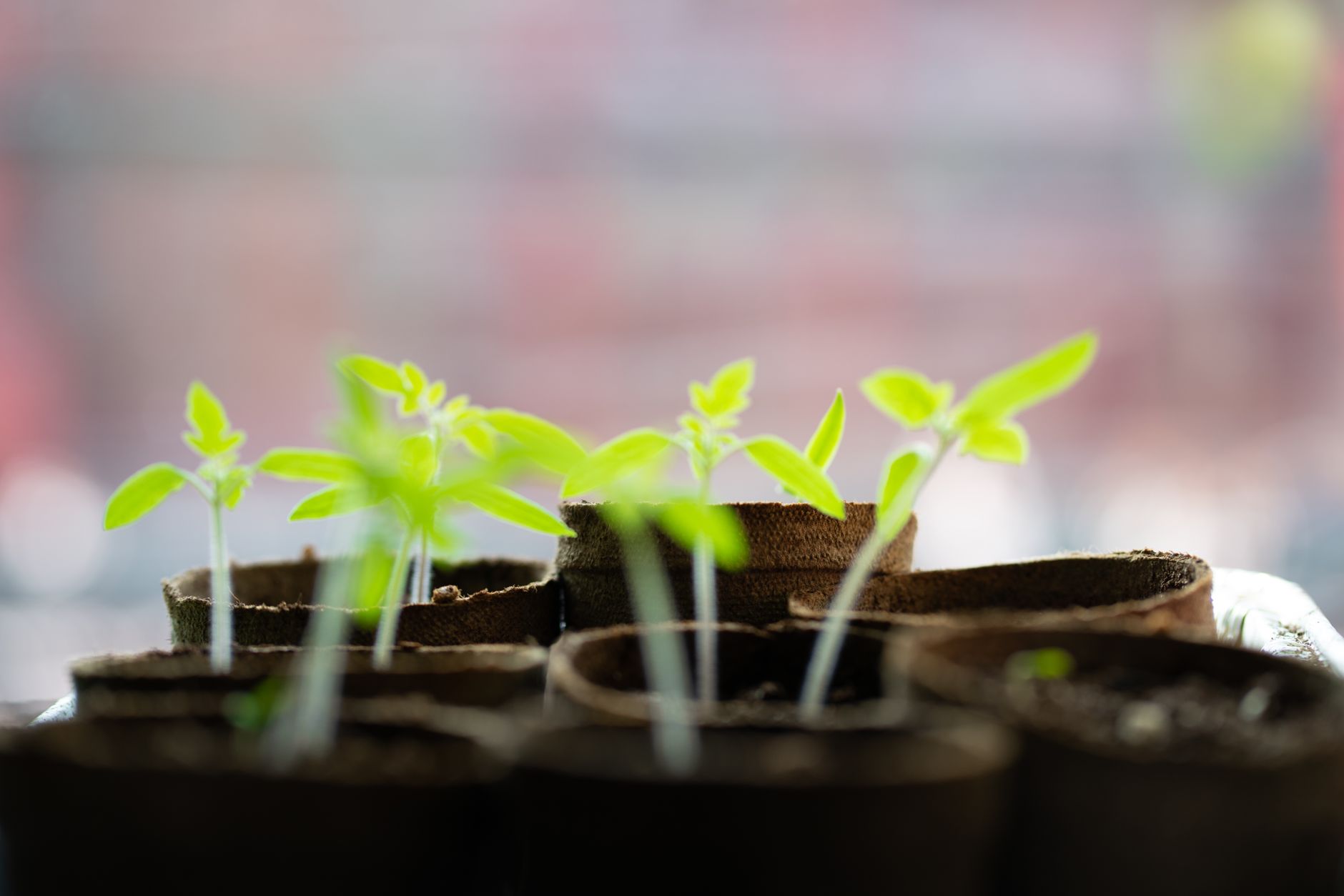 Gift Green, Celebrate Greener