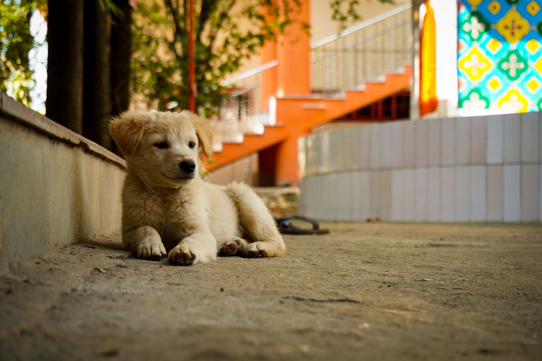 Pets at Your Event, Safely Managed