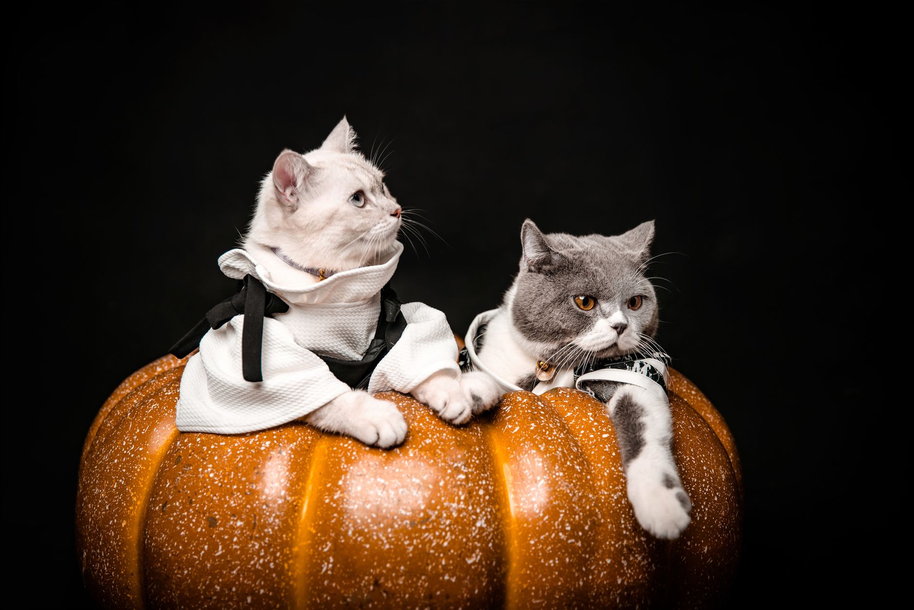 Luxury Pet Celebration Costumes