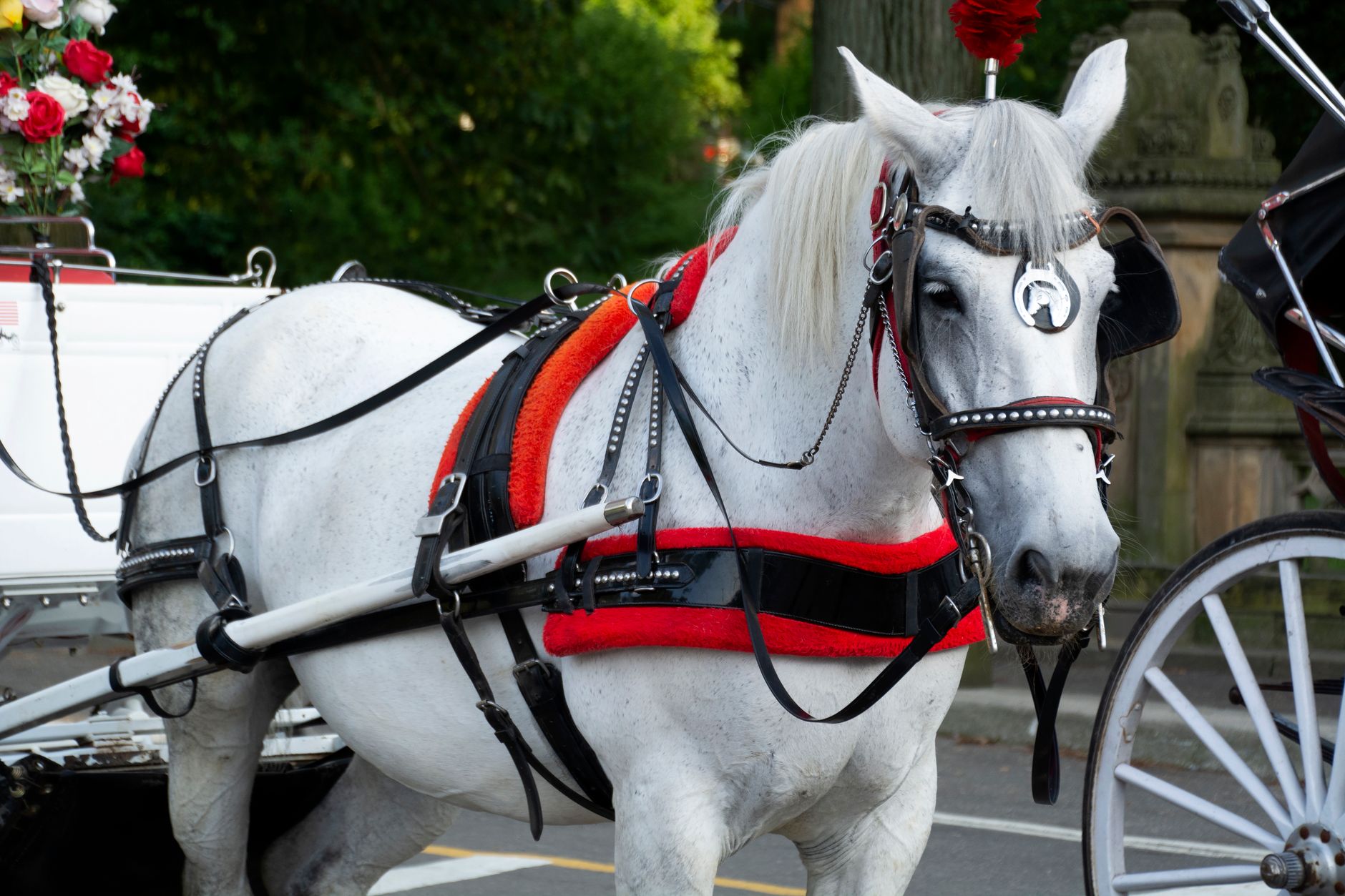 Royal Carriage Rides for Jodhpur Weddings
