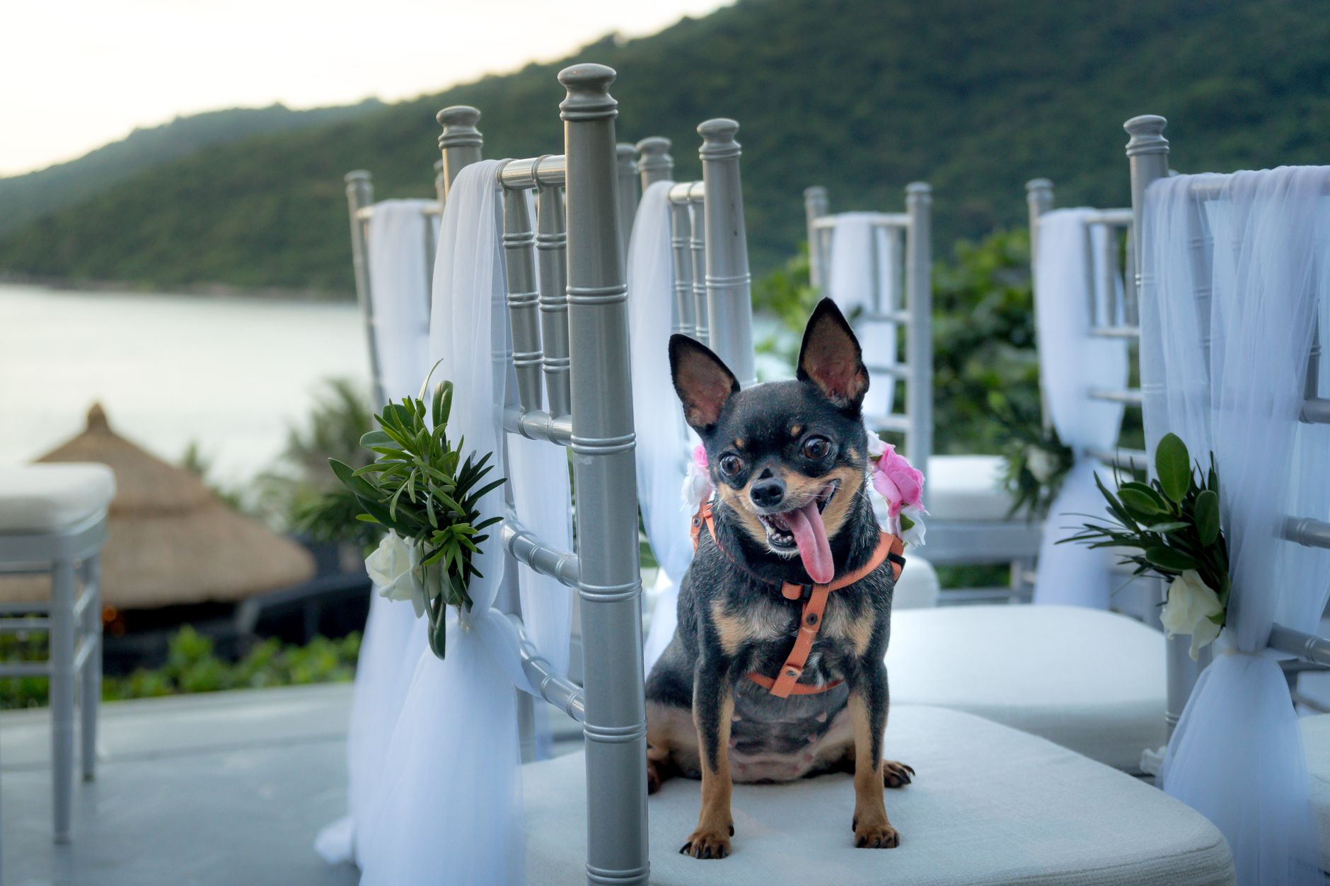 Keep Pets Safe & Happy at Every Event