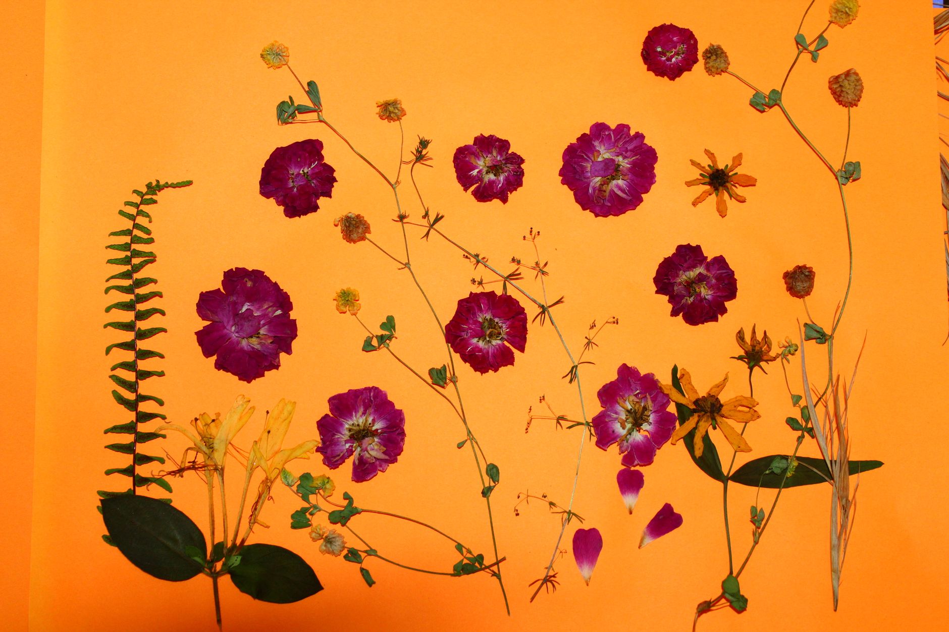 Bloom-Inspired Gifts from Kasauli Hills