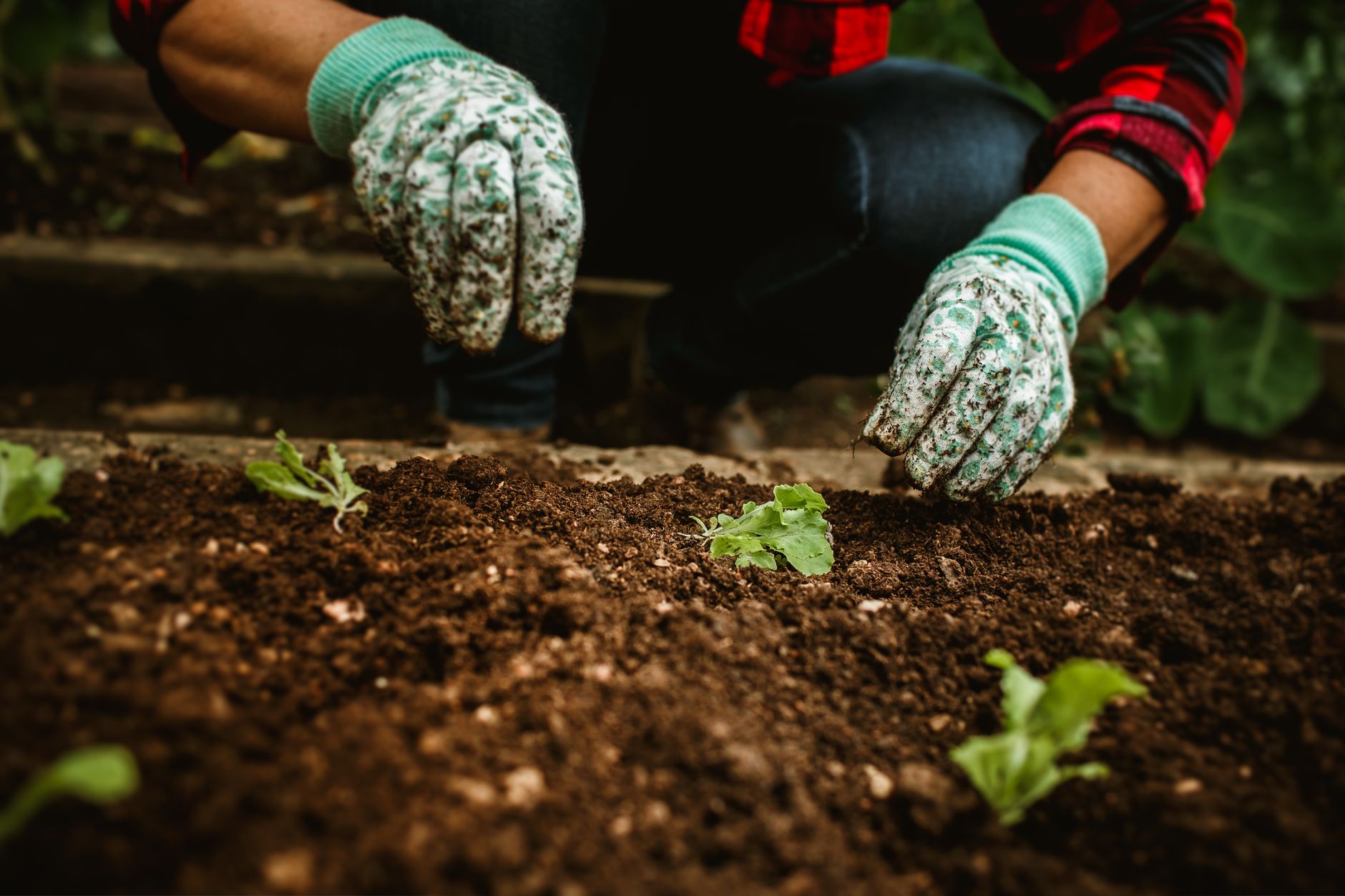 Sustainable Gifts That Grow
