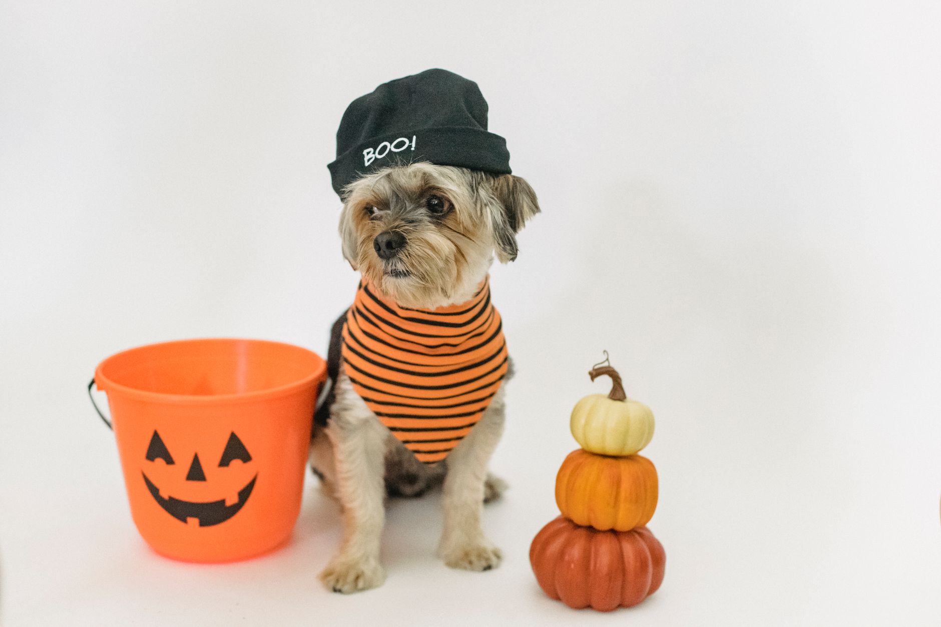 Dress Your Pet in Style