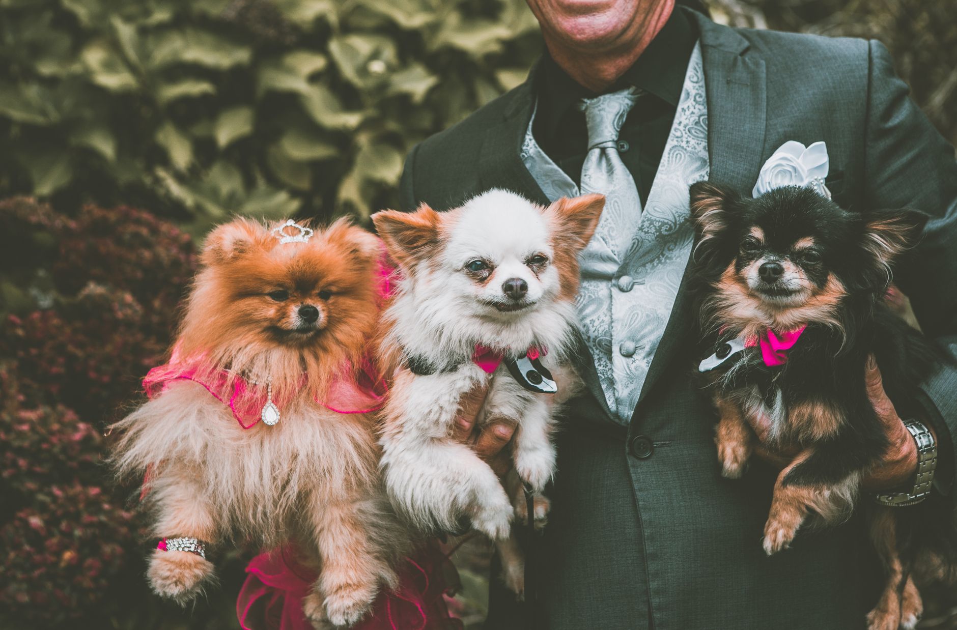 Event Pet Care in Kolkata