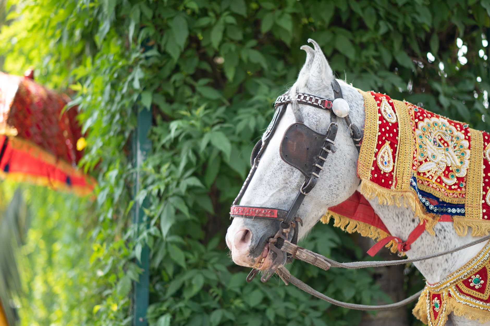 Marriage Procession Horse