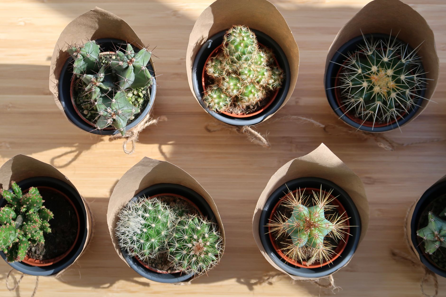 Plant Return Gifts