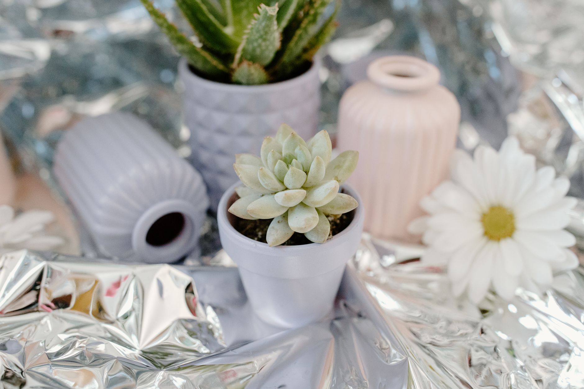Housewarming Plant Gifts