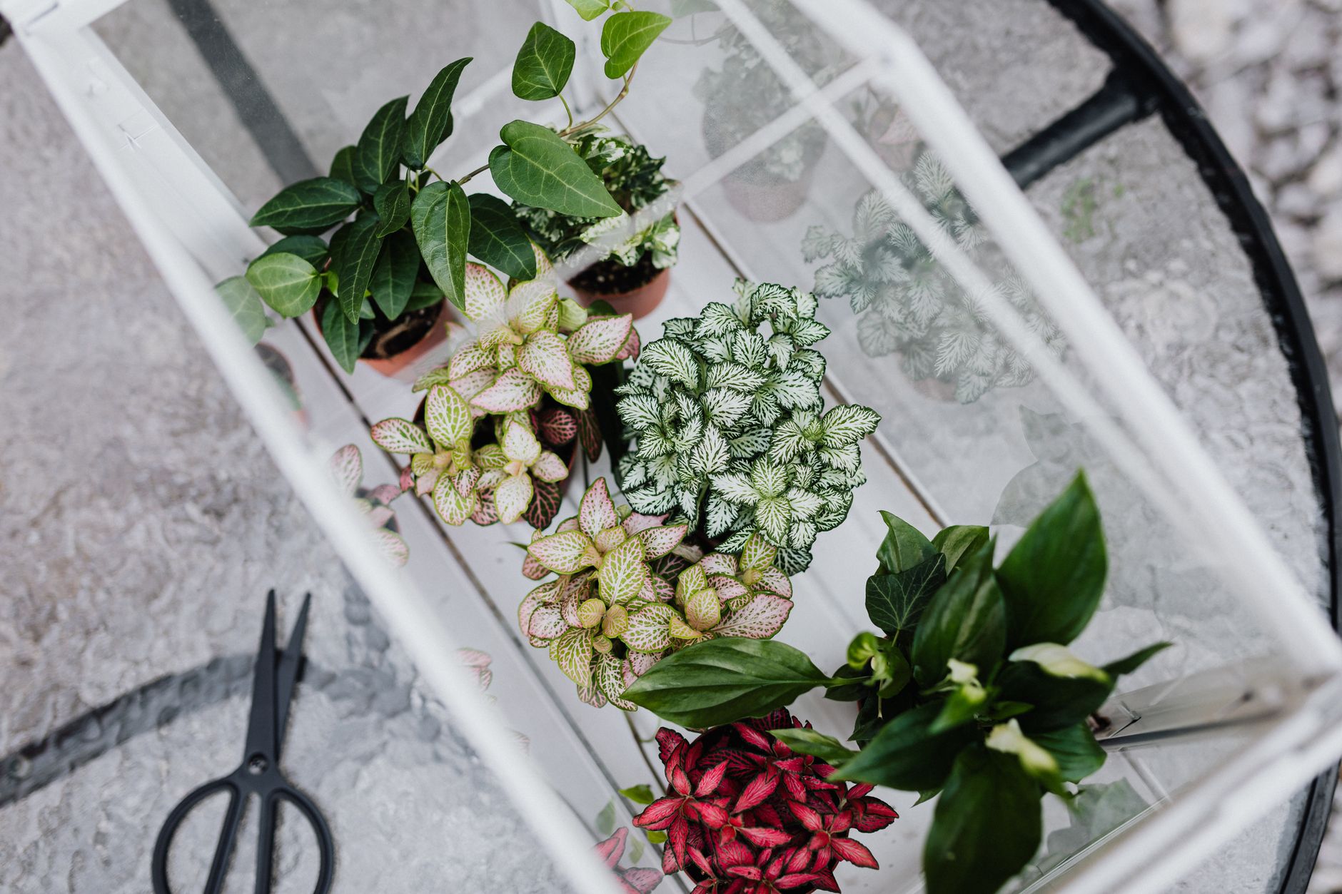 Mini Plant Favors