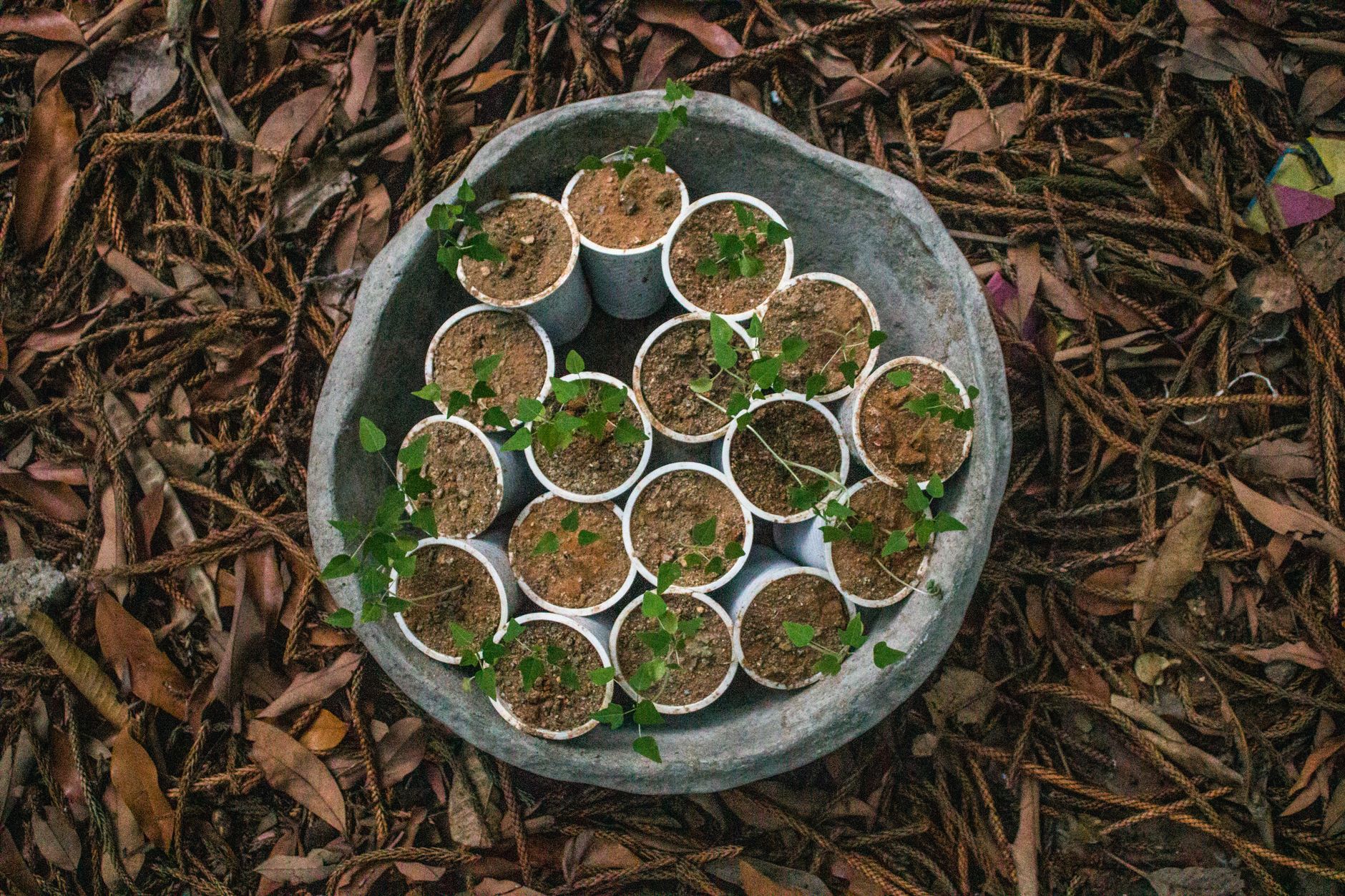 Sapling Gifts
