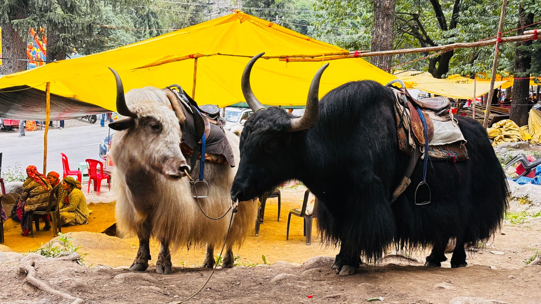 Dress for Your Manali Moment