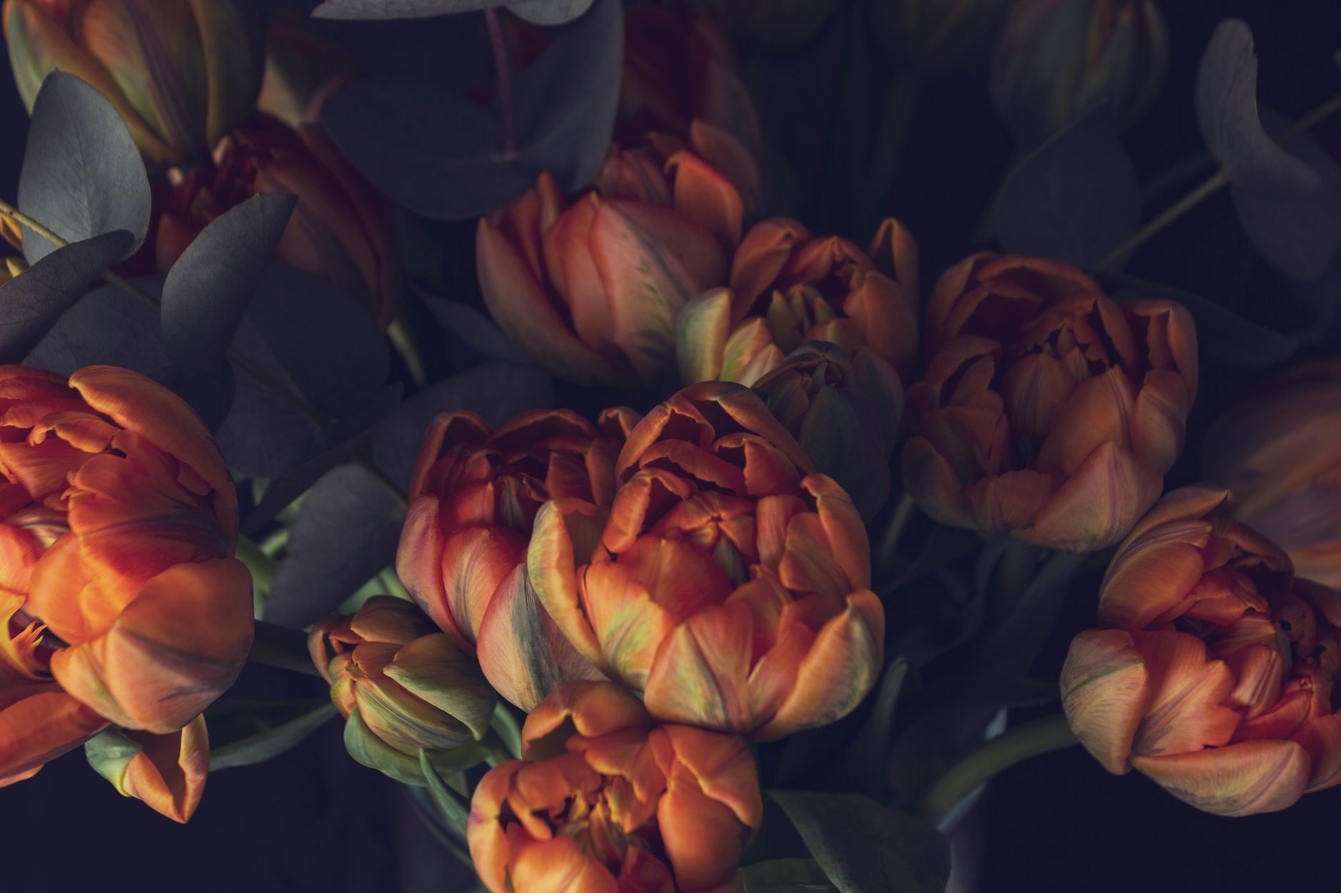 Tulip Bouquets