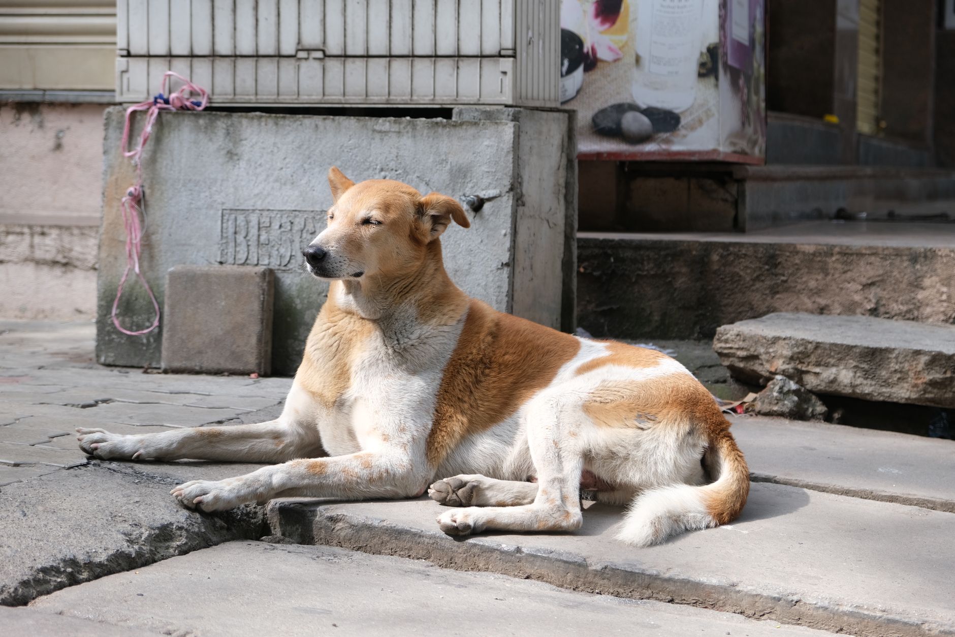 Your Pet, Perfectly Cared For