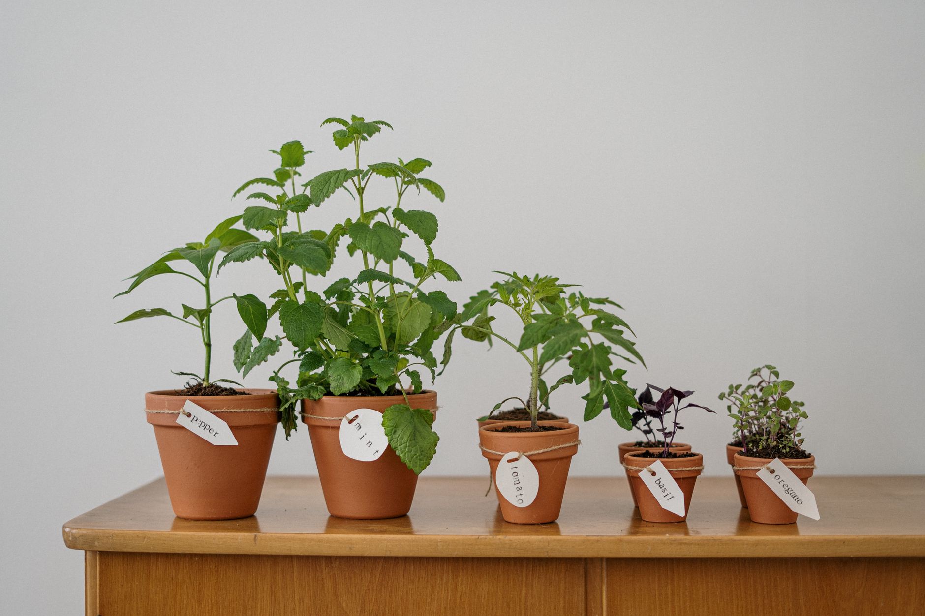 Celebration Plant Gifts
