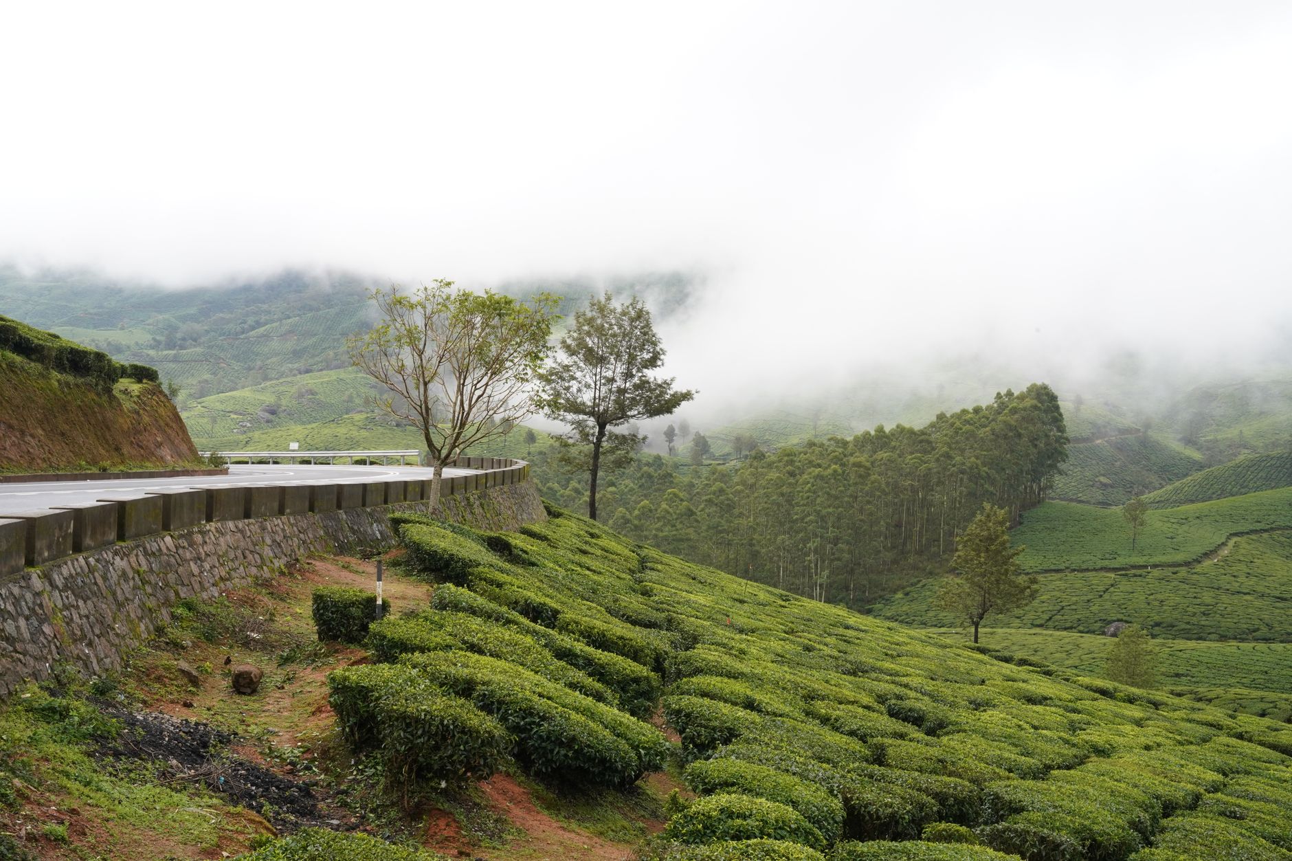 Plan Your Dream Munnar Celebration