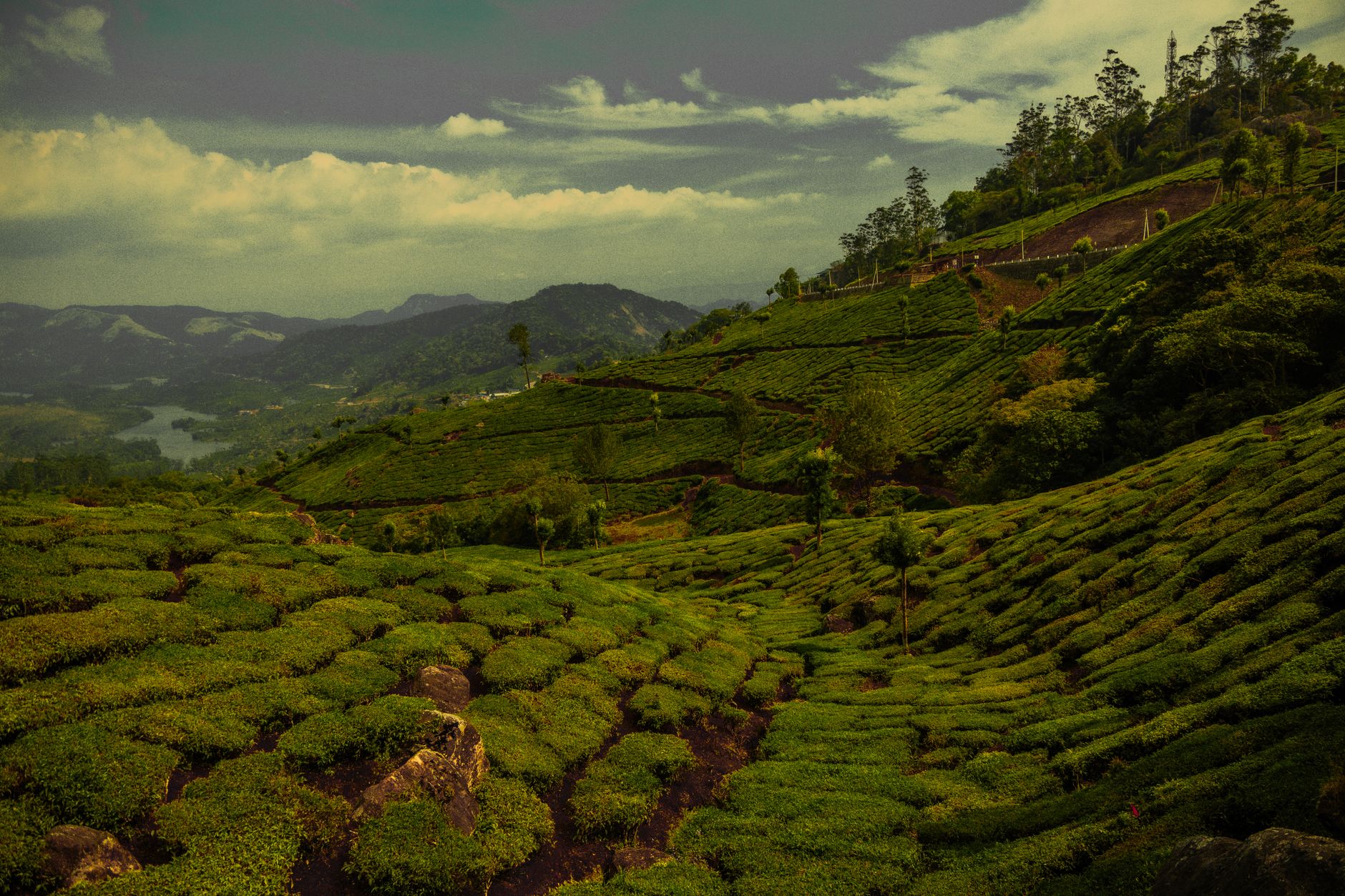 Sweet Endings in the Hills of Munnar