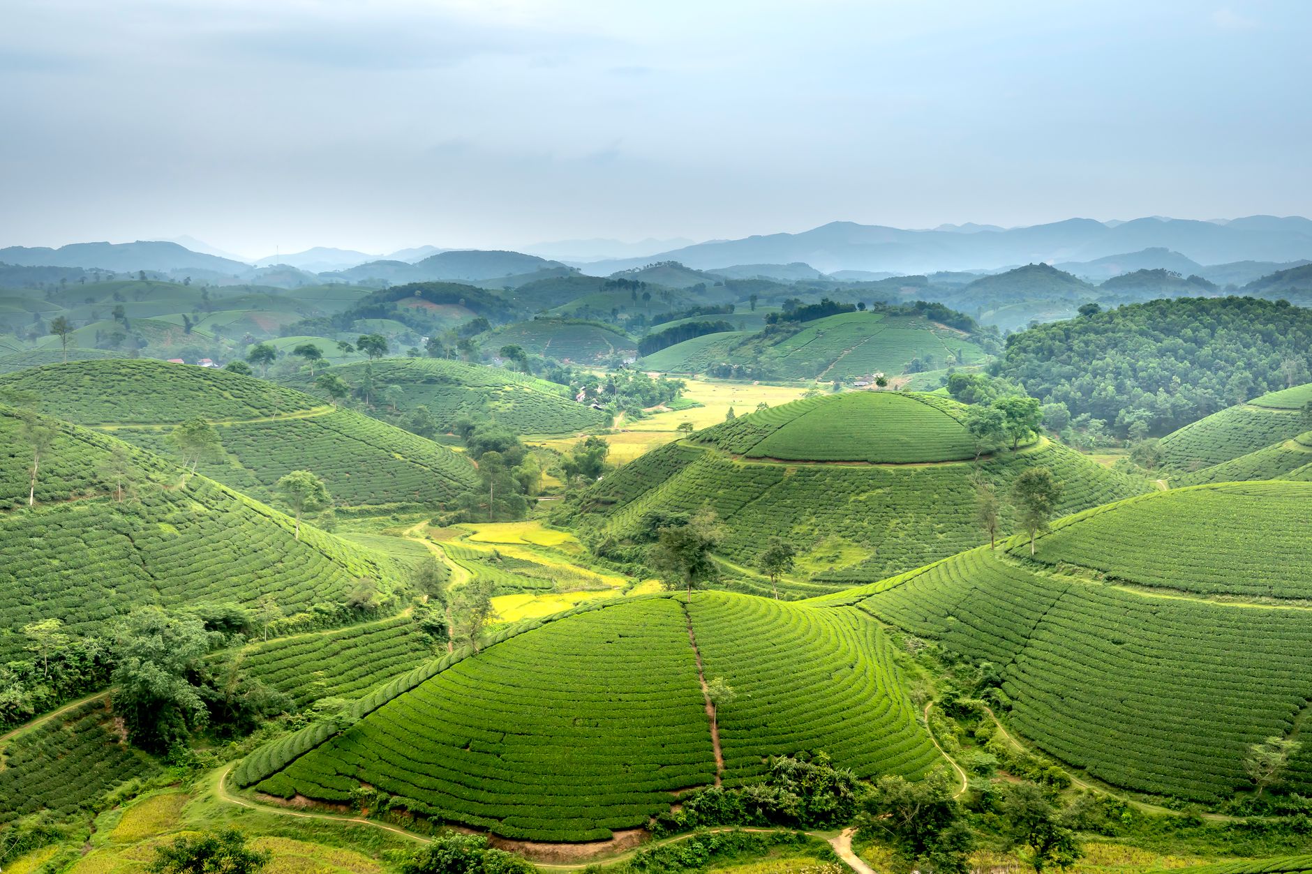 Arrive in Style Across Munnar's Hills
