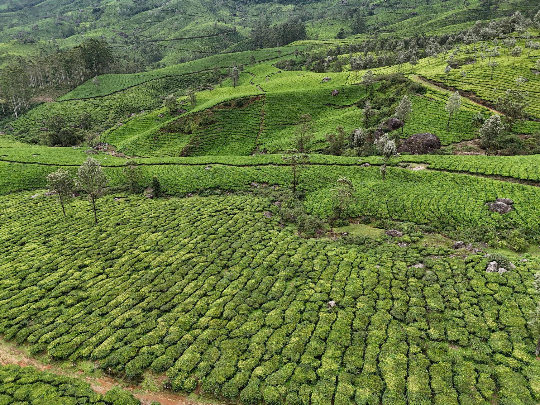 Refresh Every Guest in Munnar's Hills
