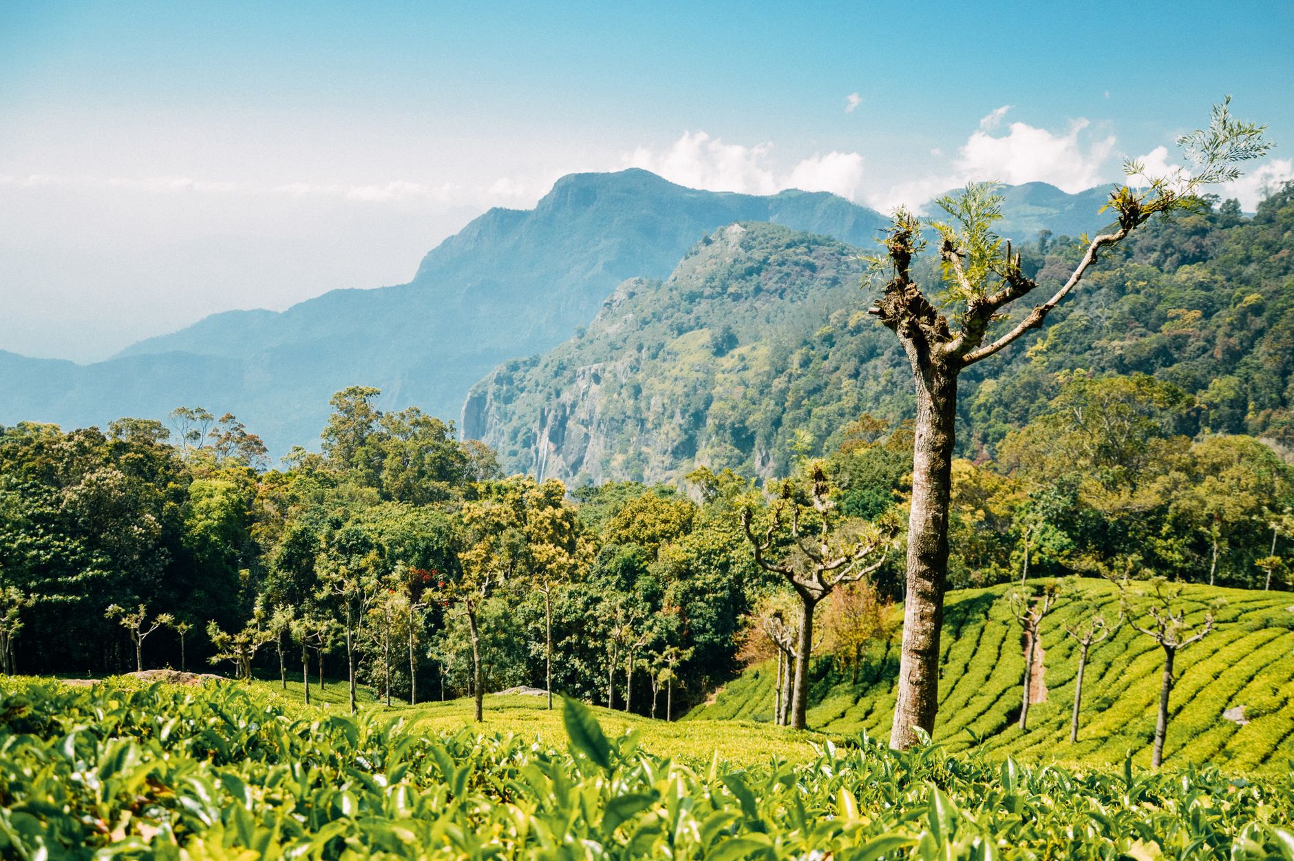 Celebrate Under Munnar's Open Sky