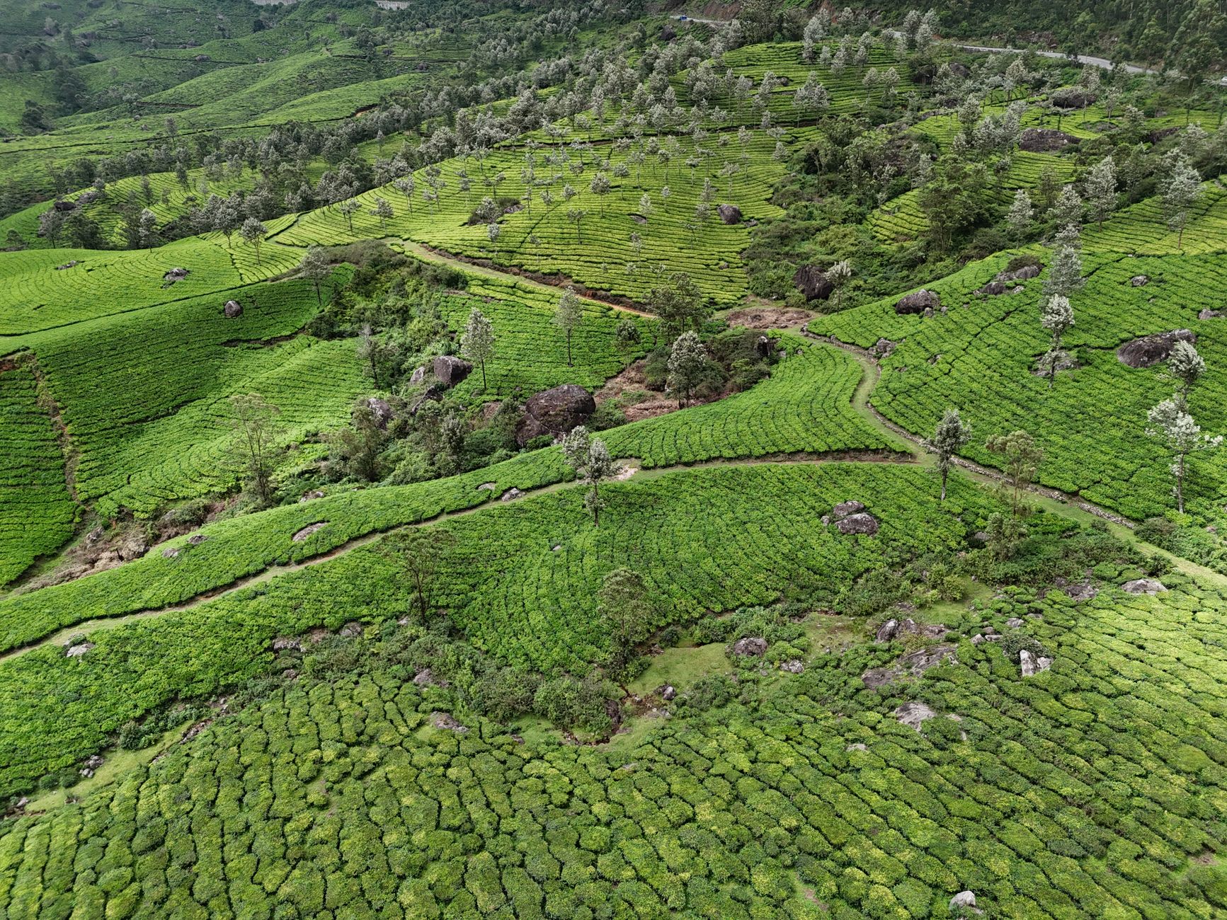Illuminate Every Moment in Munnar