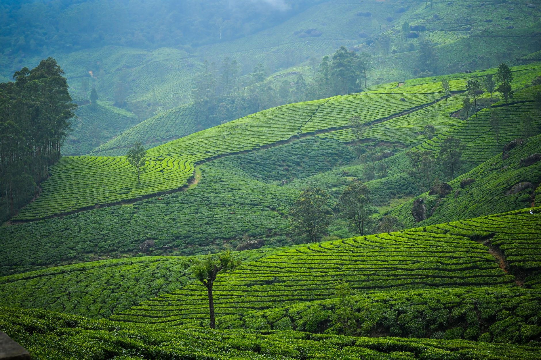 Capture Love in Munnar's Mist