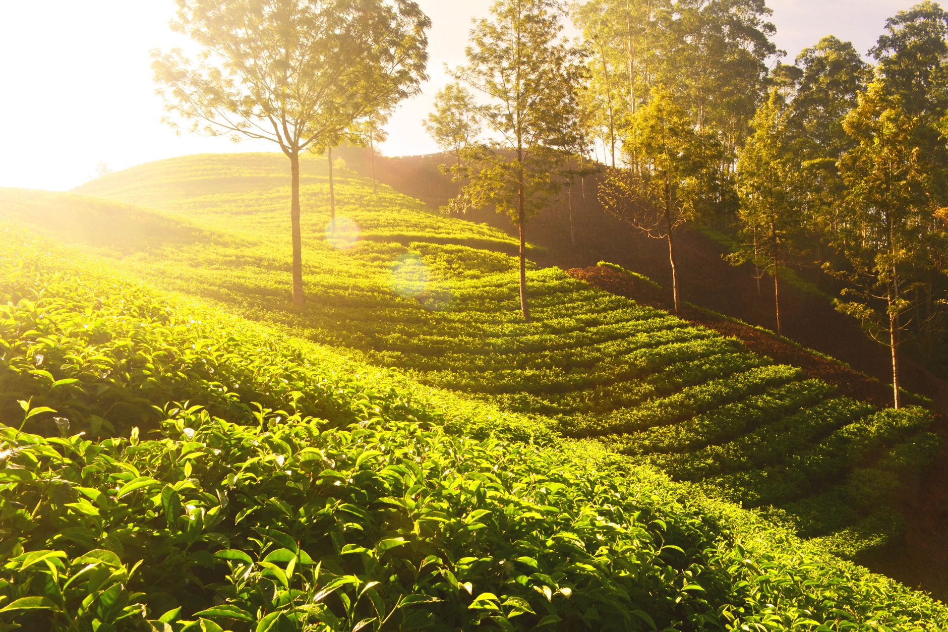 Stage Rentals in Munnar