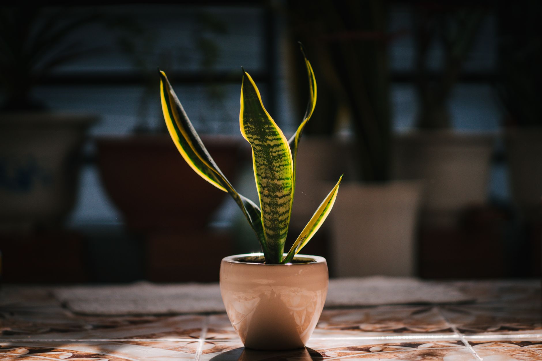 Air Purifying Plant Gifts