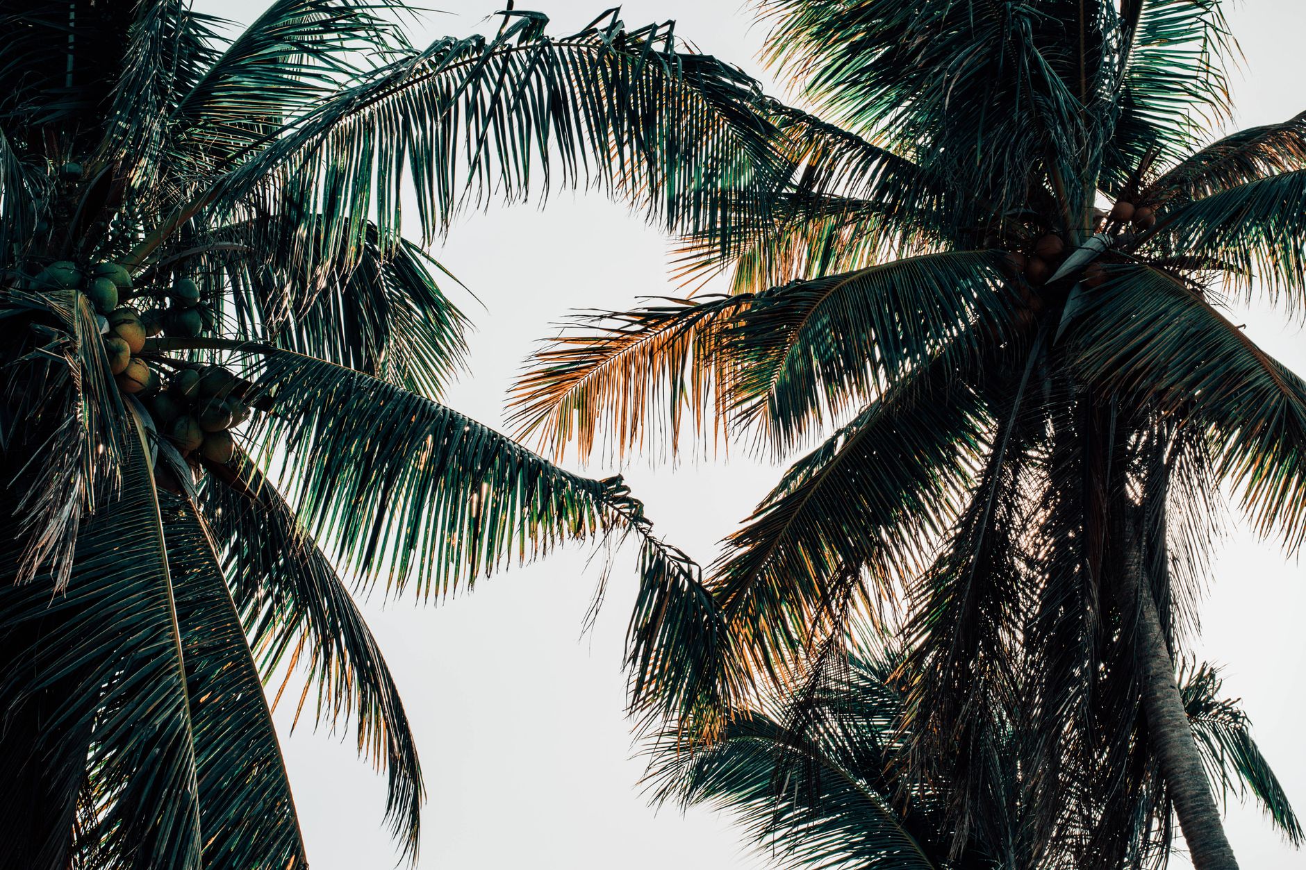 Coconut Leaf Decor